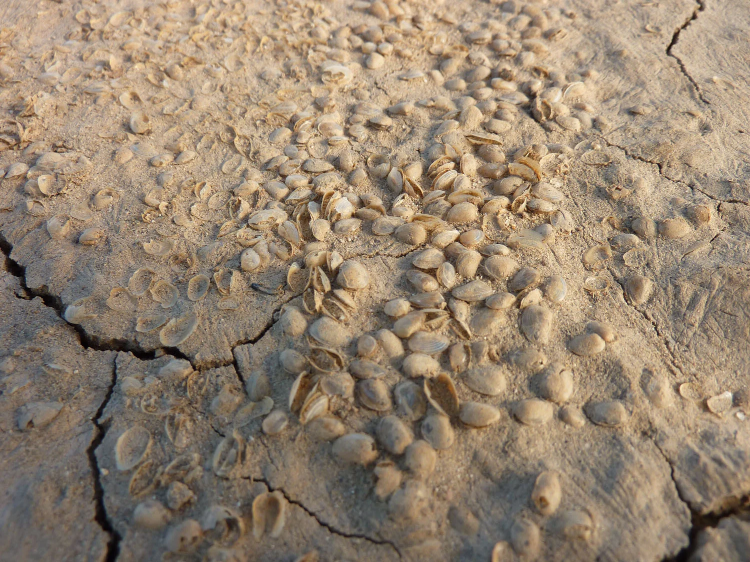 And desert clams...