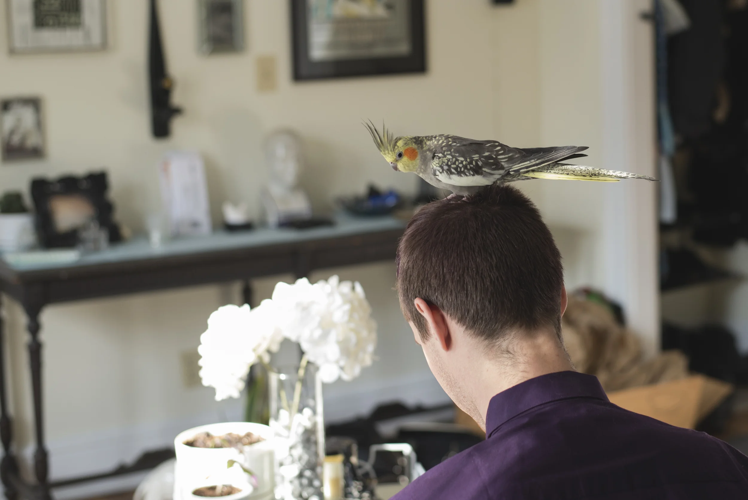 bird.jpg