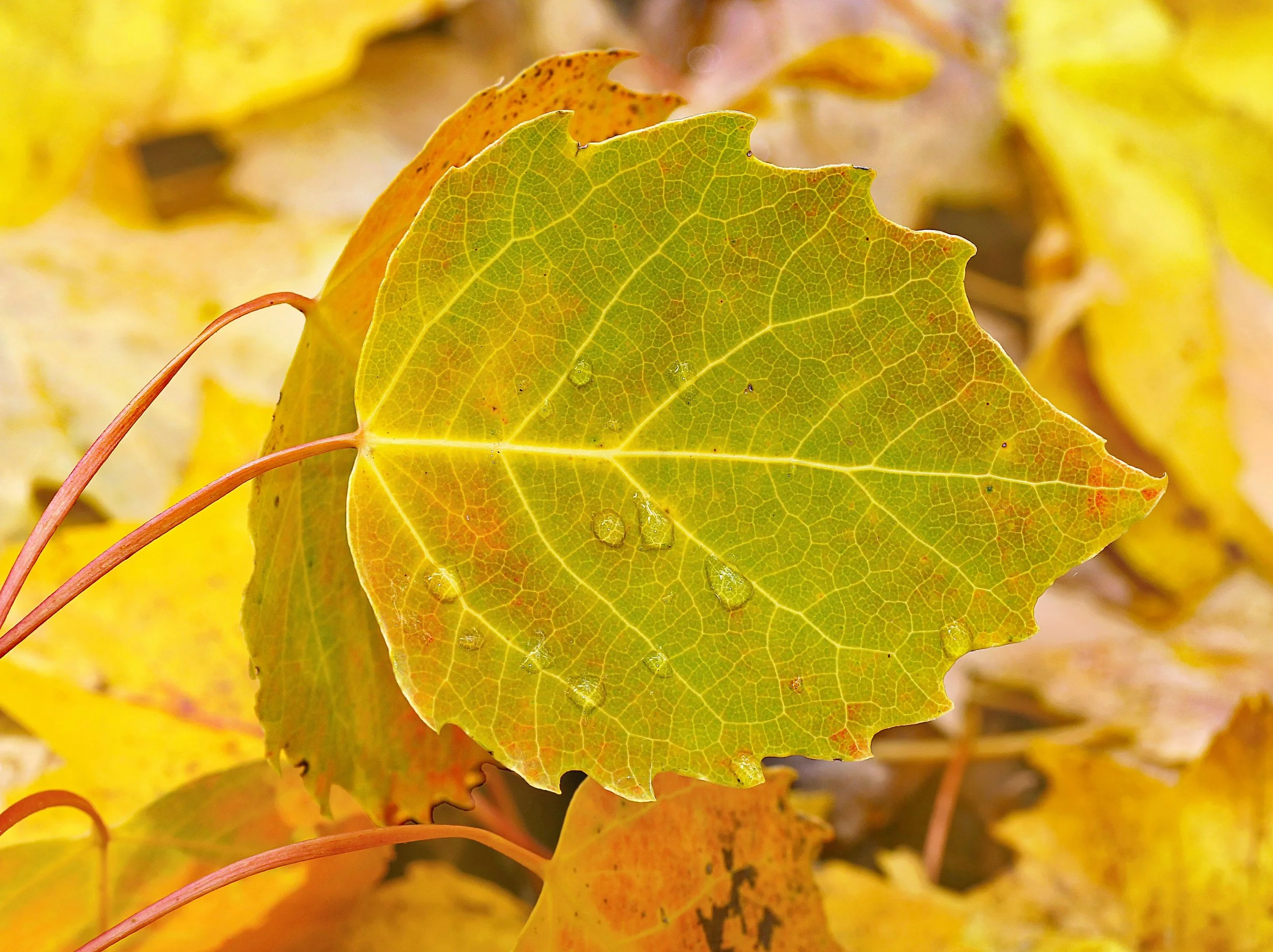 a gold-green aspen leaf resting in a bed of gold leaves