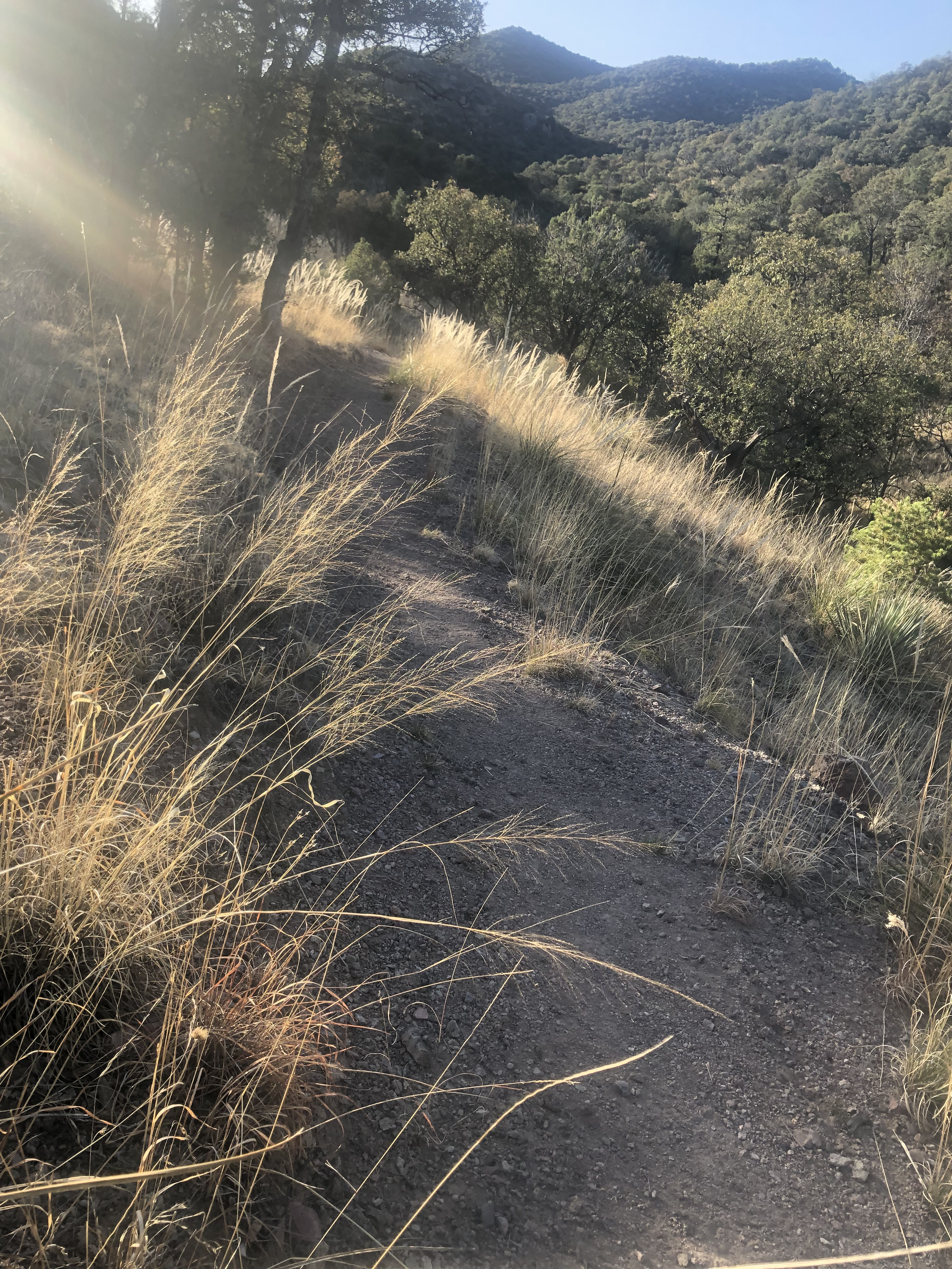 September Community Yoga - Tracing Our Roots
