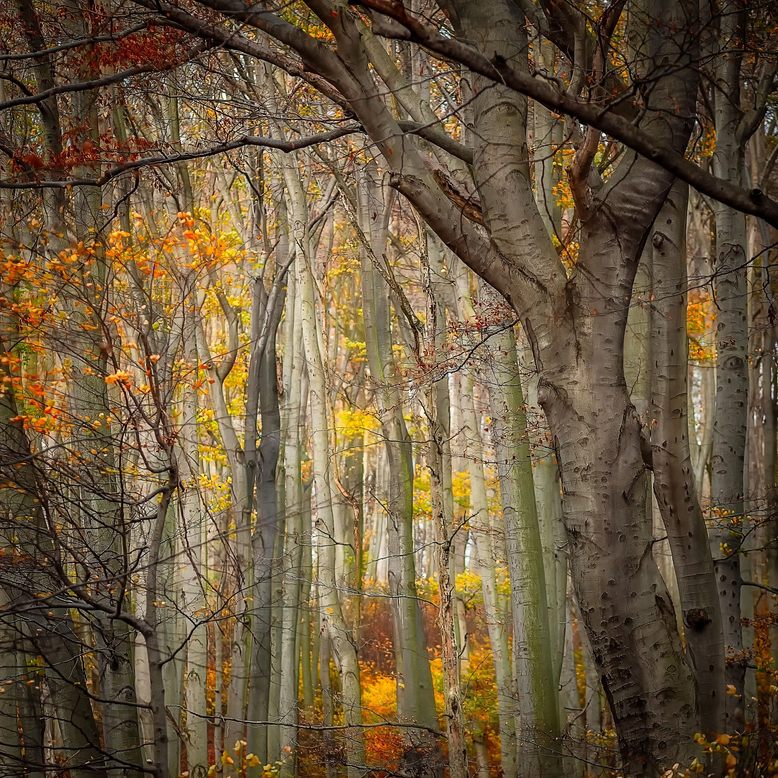 PrānaBeing: Autumn Passage