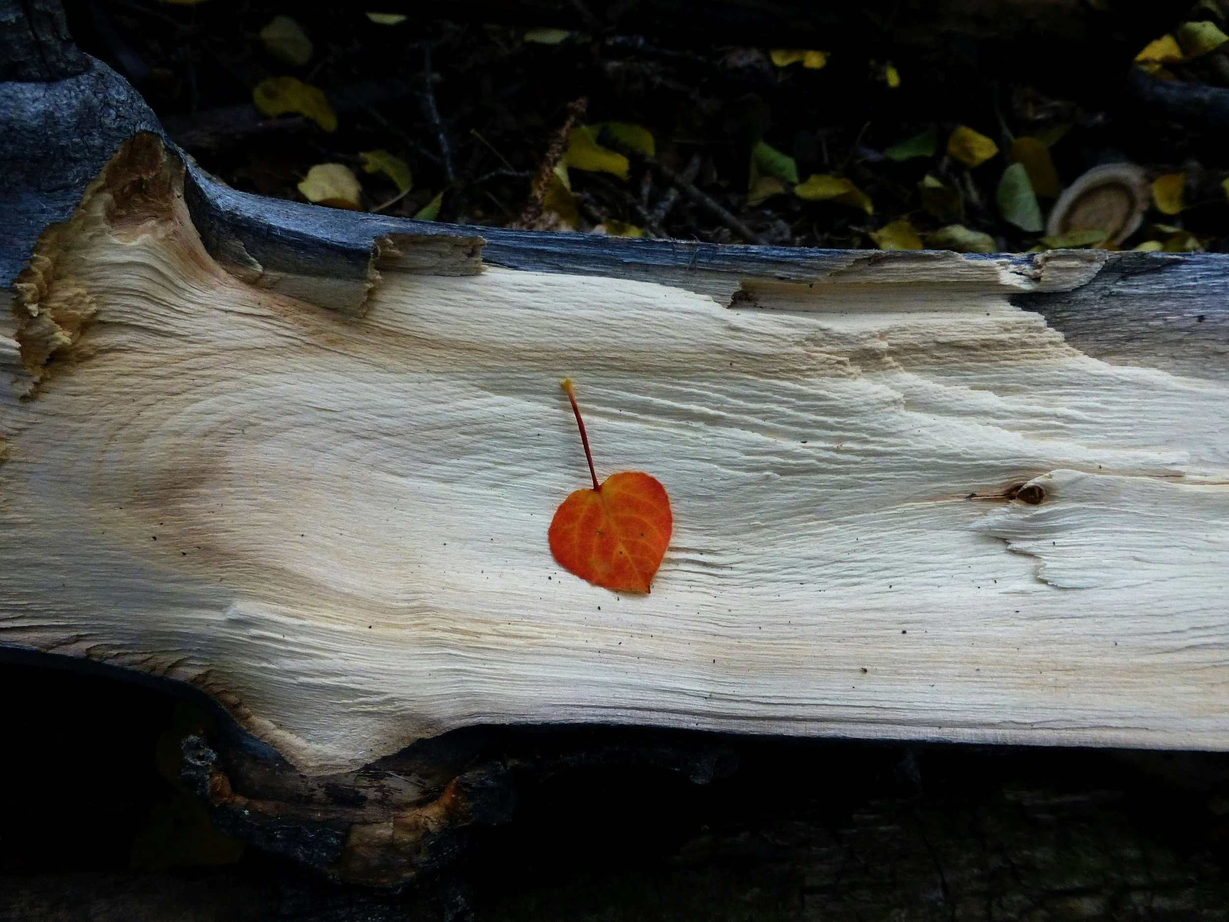 aspen leaf on a piece of wood