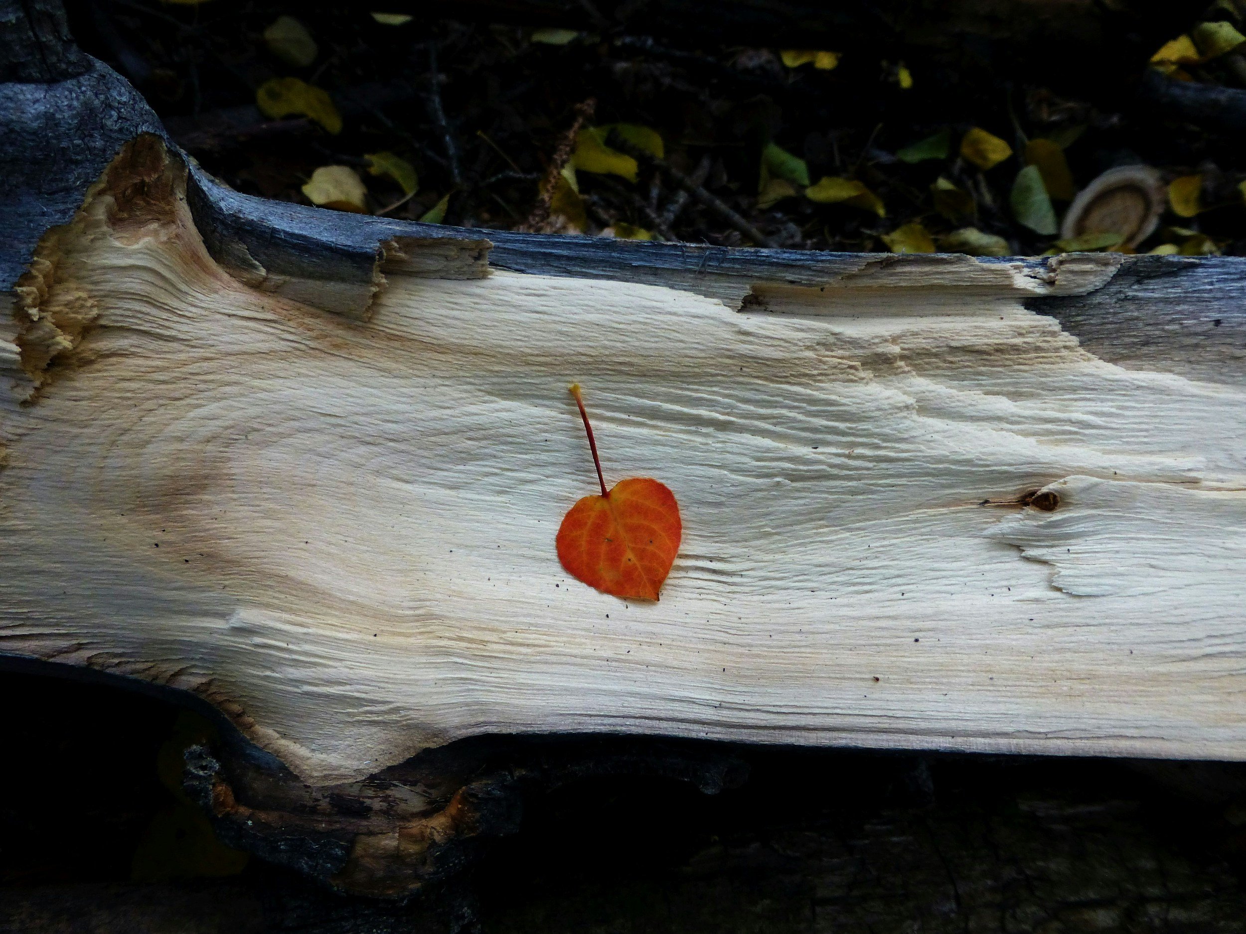 October Community Yoga - Group Practice Overview &amp; Package Options