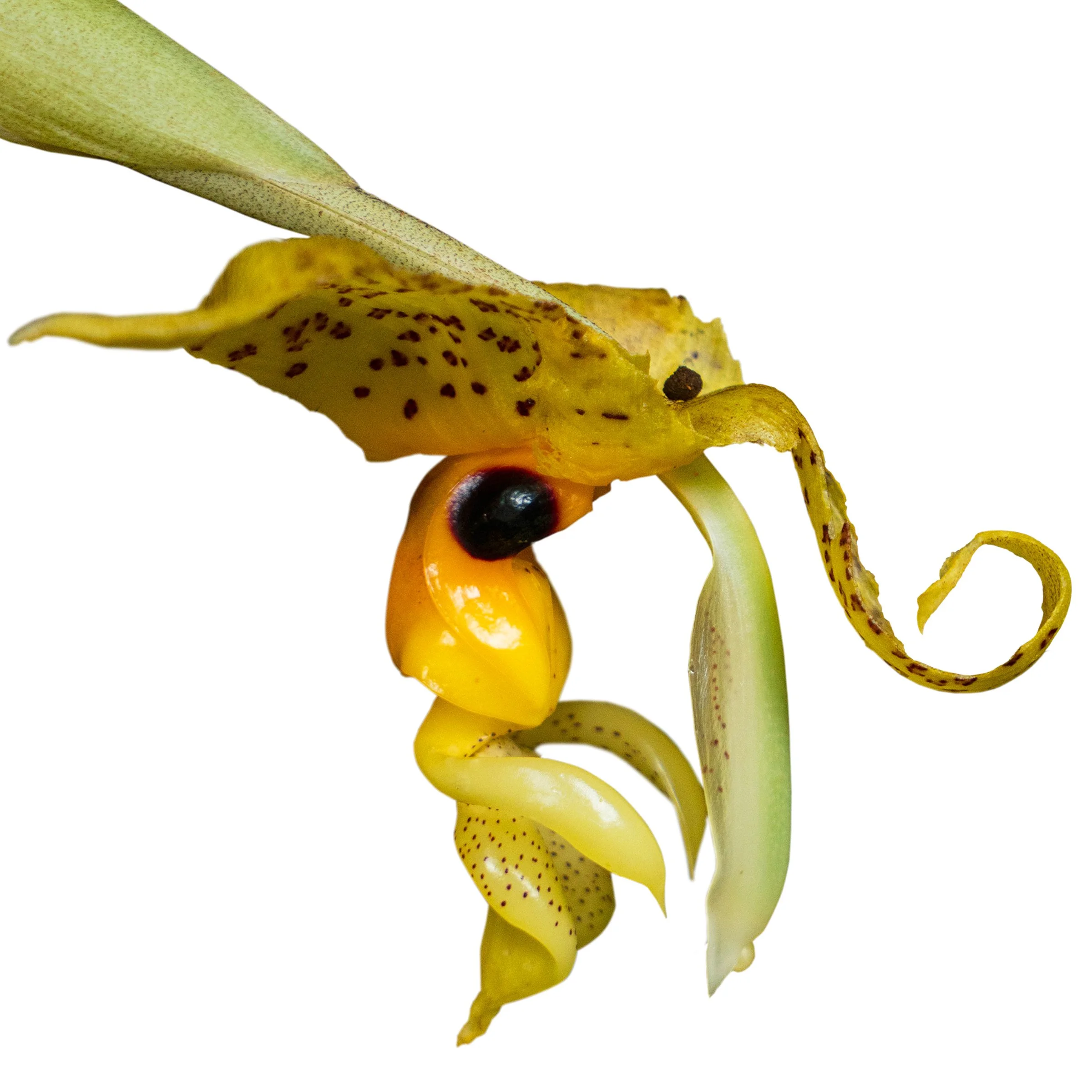 Bee Orchid