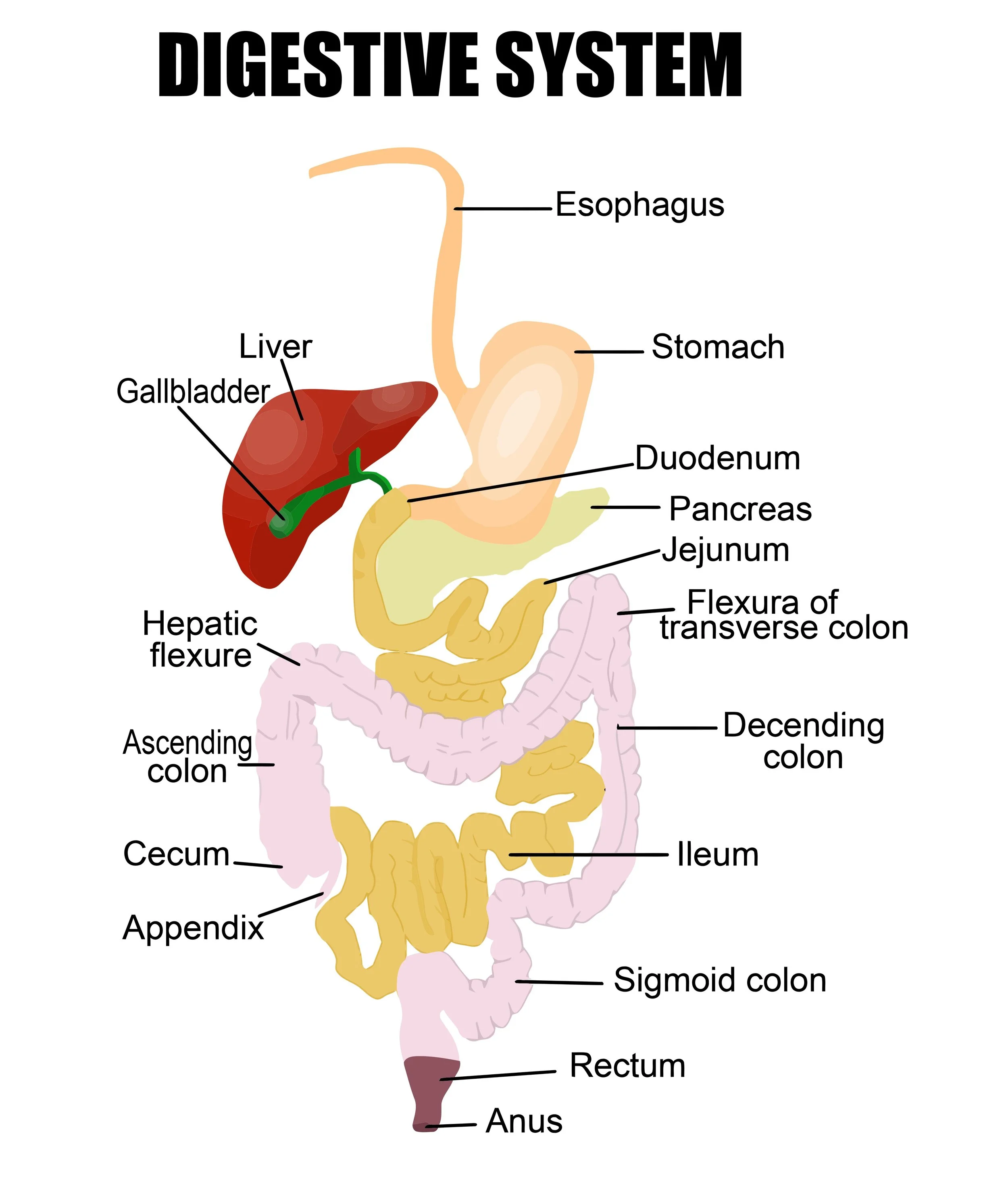 All About Digestive Enzymes.jpg
