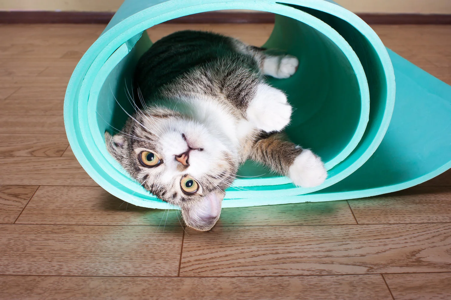 Being Hangdog in Down Dog