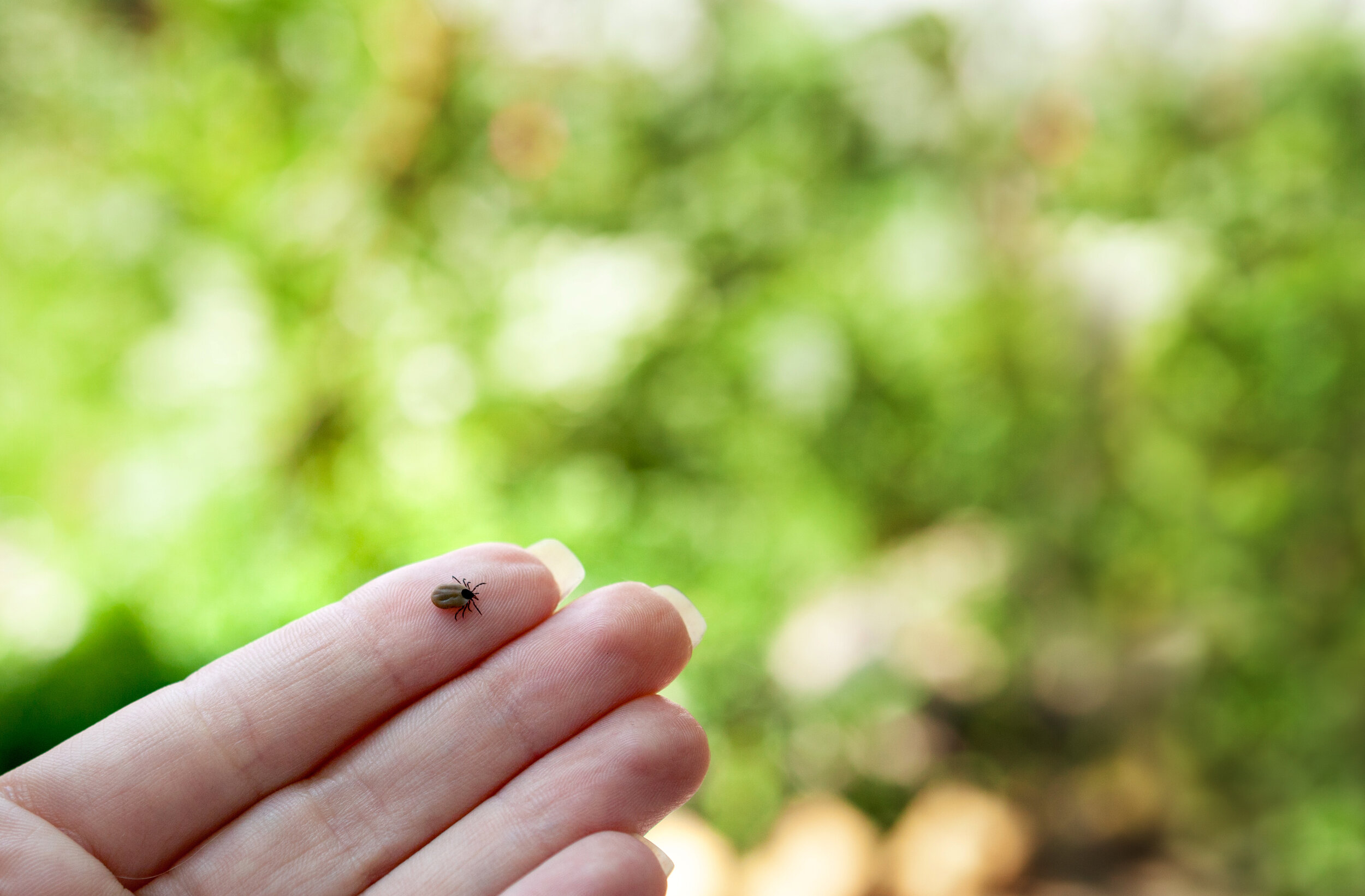 What Your Should Know about Lyme Disease