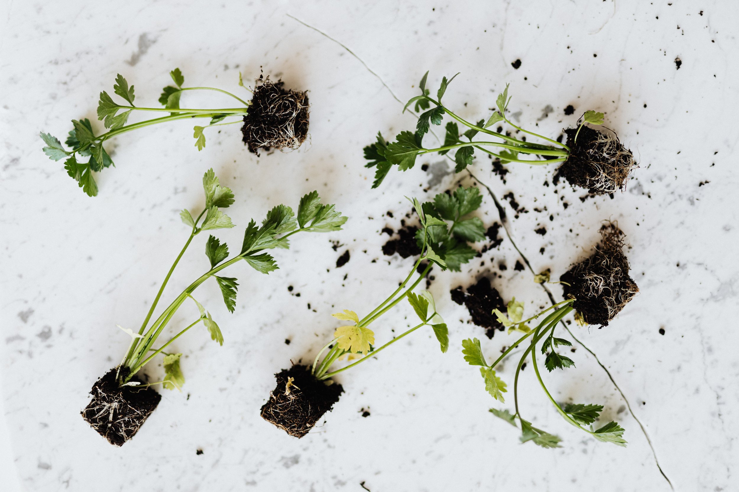 The Easiest Foods to Grow Yourself