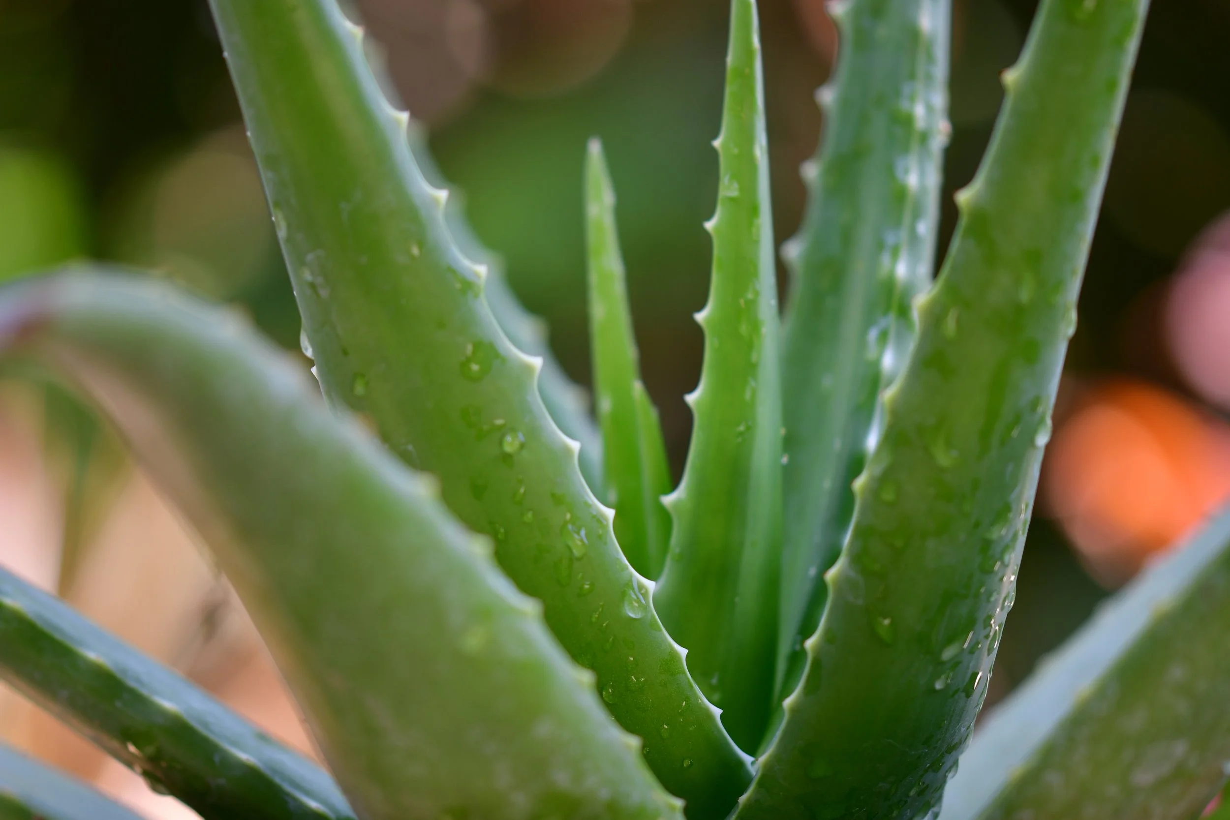 The Benefits of Aloe Vera for Your Body and Health