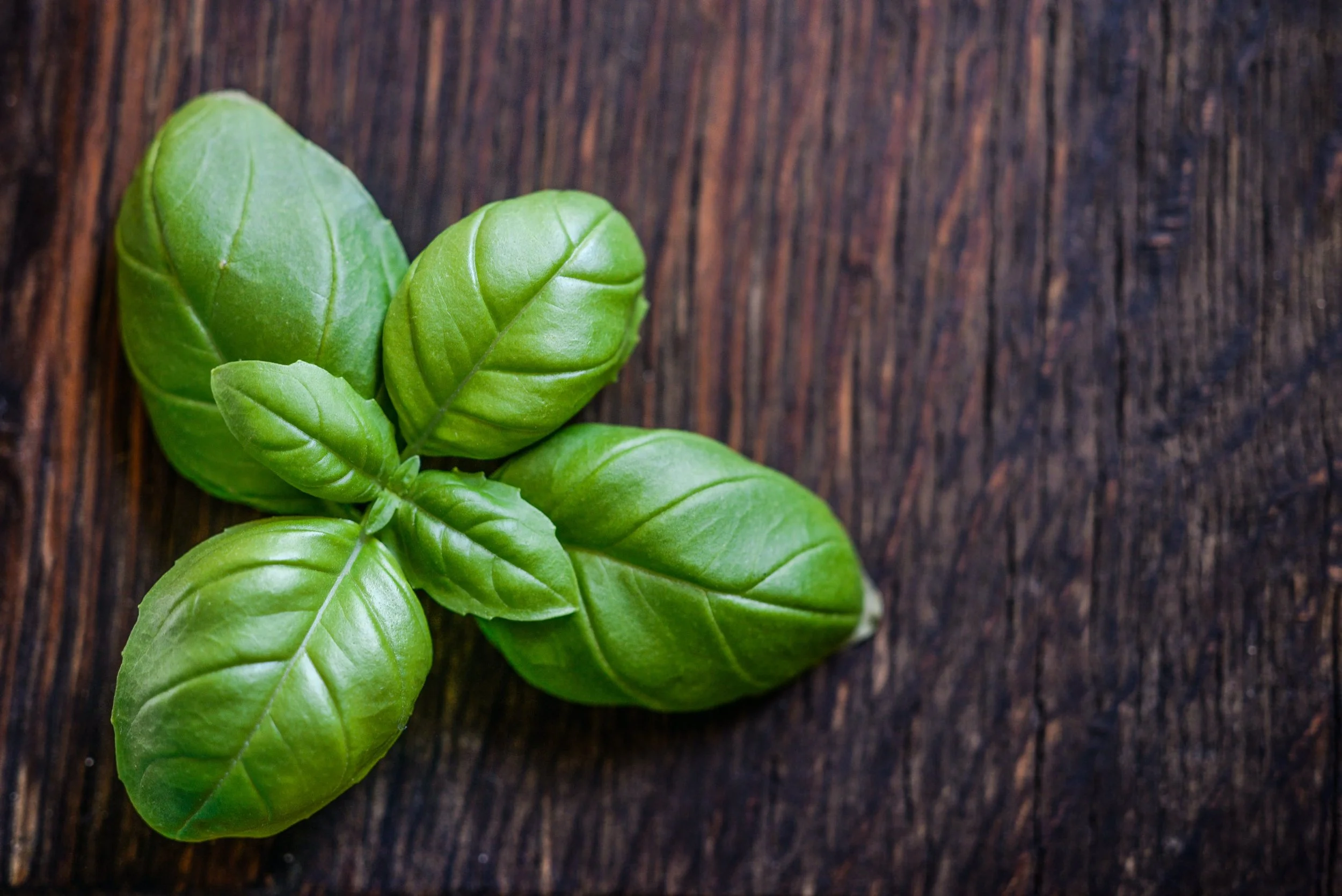 7 Healthy Herbs You Should Always Have Ready in Your Kitchen