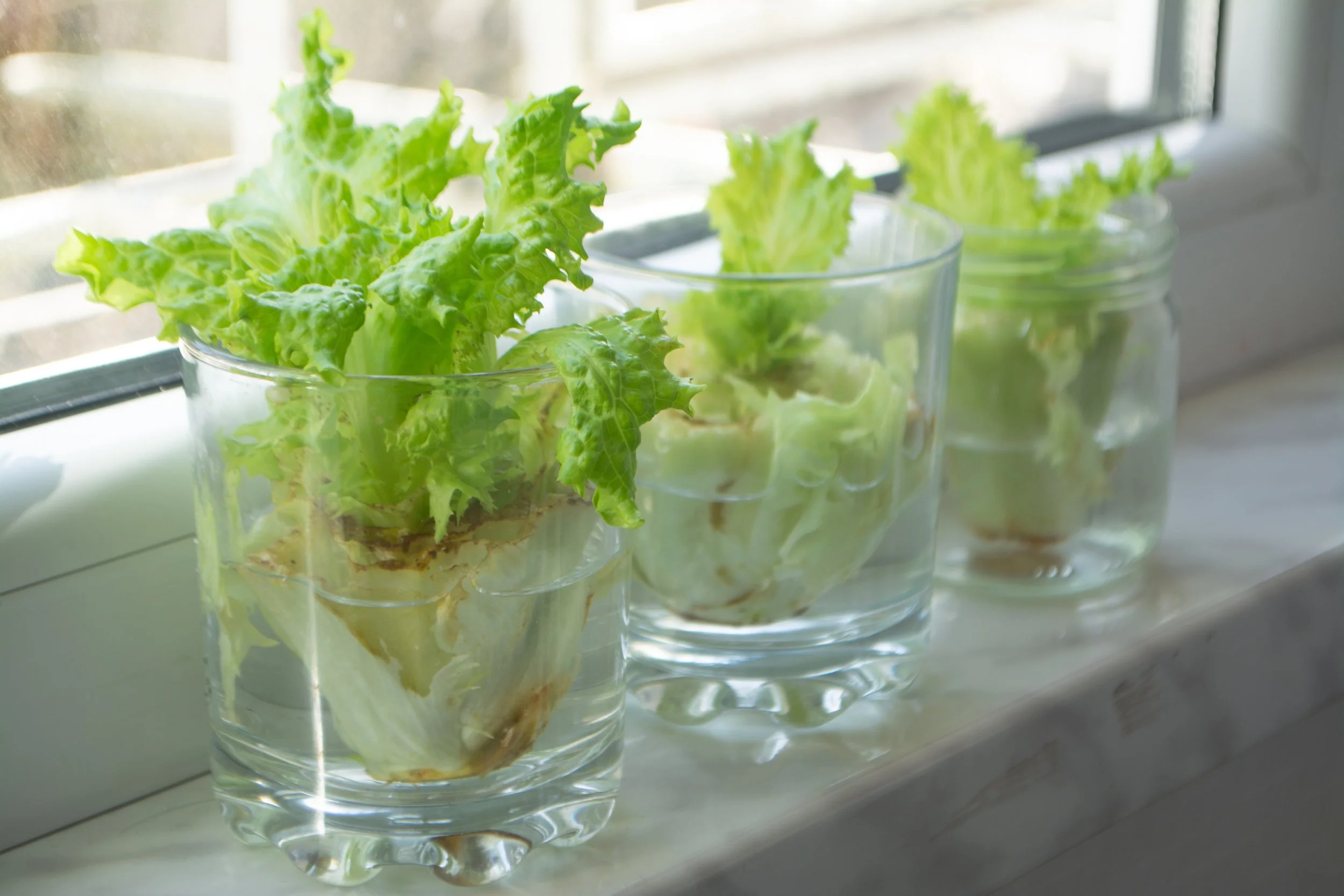10 Foods You Can Regrow from Scraps