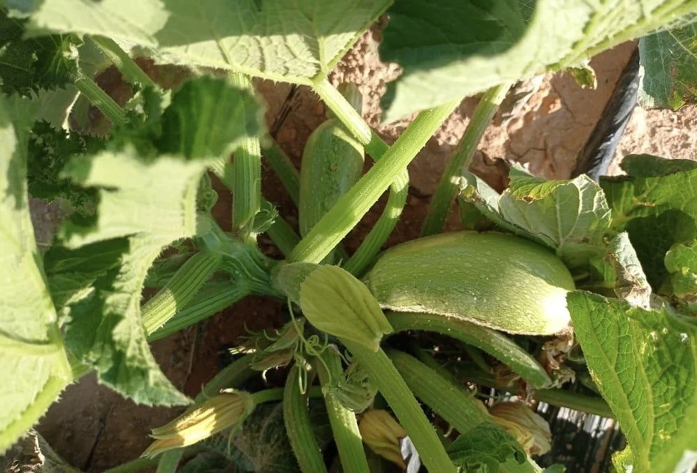 8efe5ff3-b39c-4bb8-9b0c-90ba5a3bfa74 2.jpeg