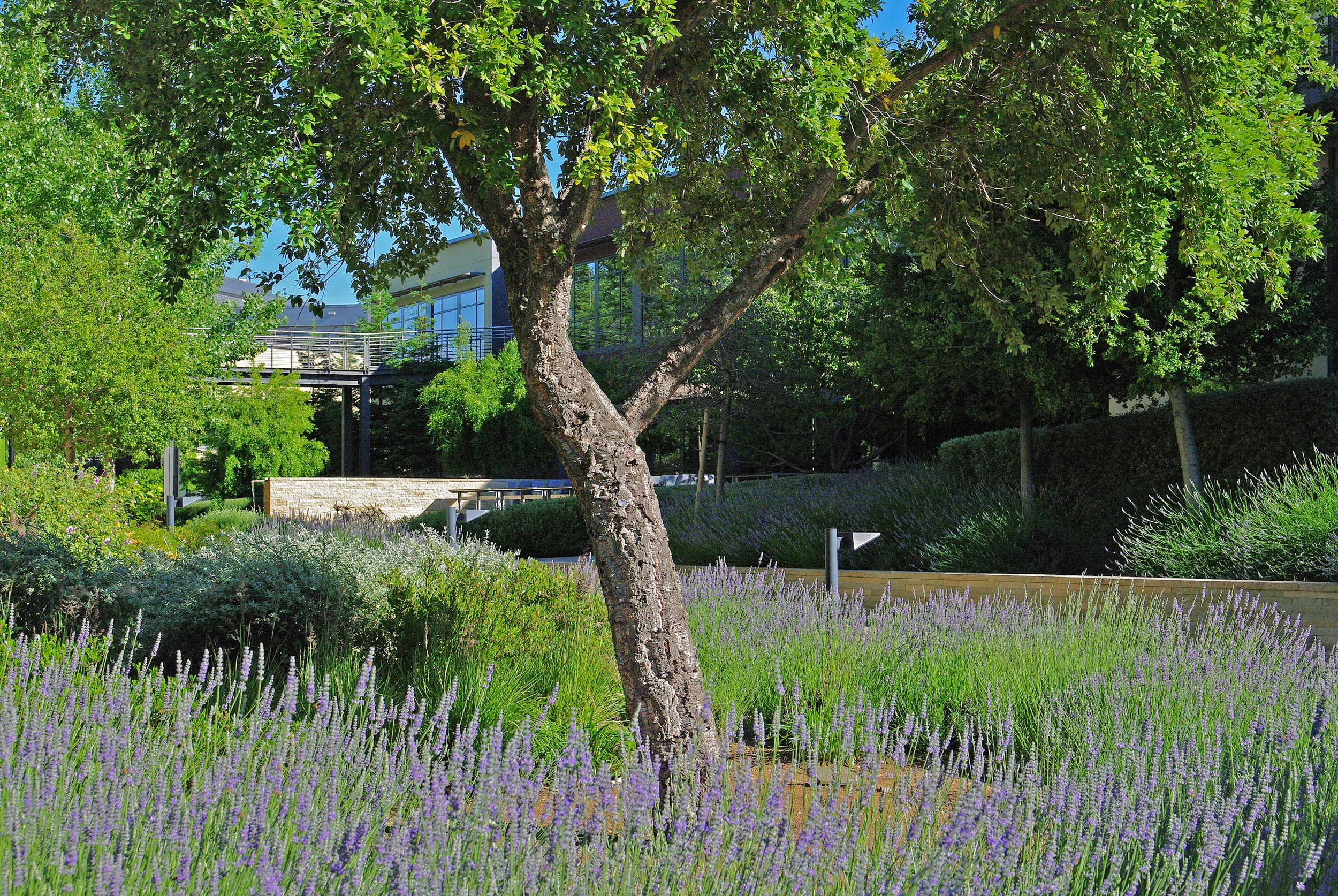 VMWARE CORPORATE CAMPUS