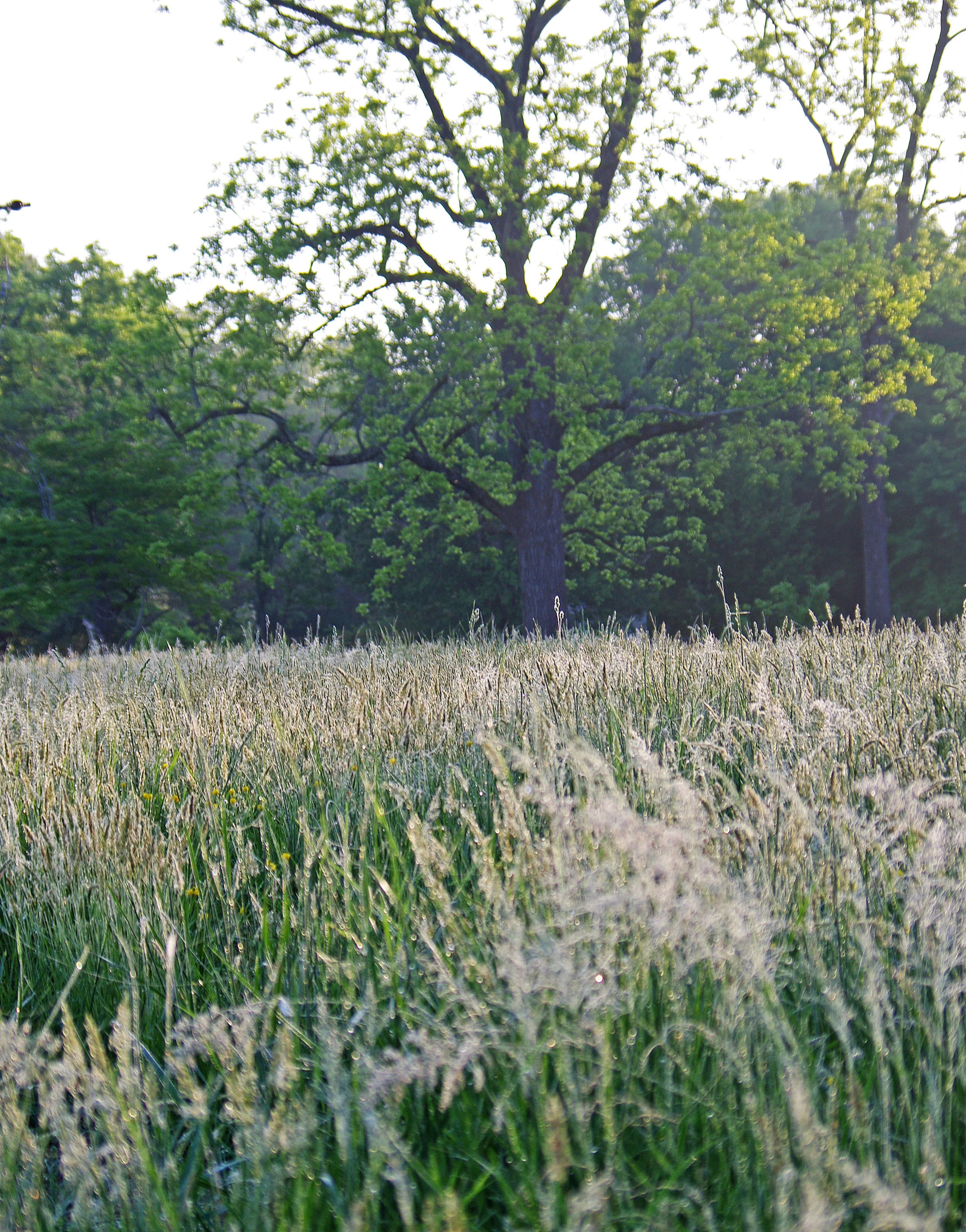 IMGP9858.JPG