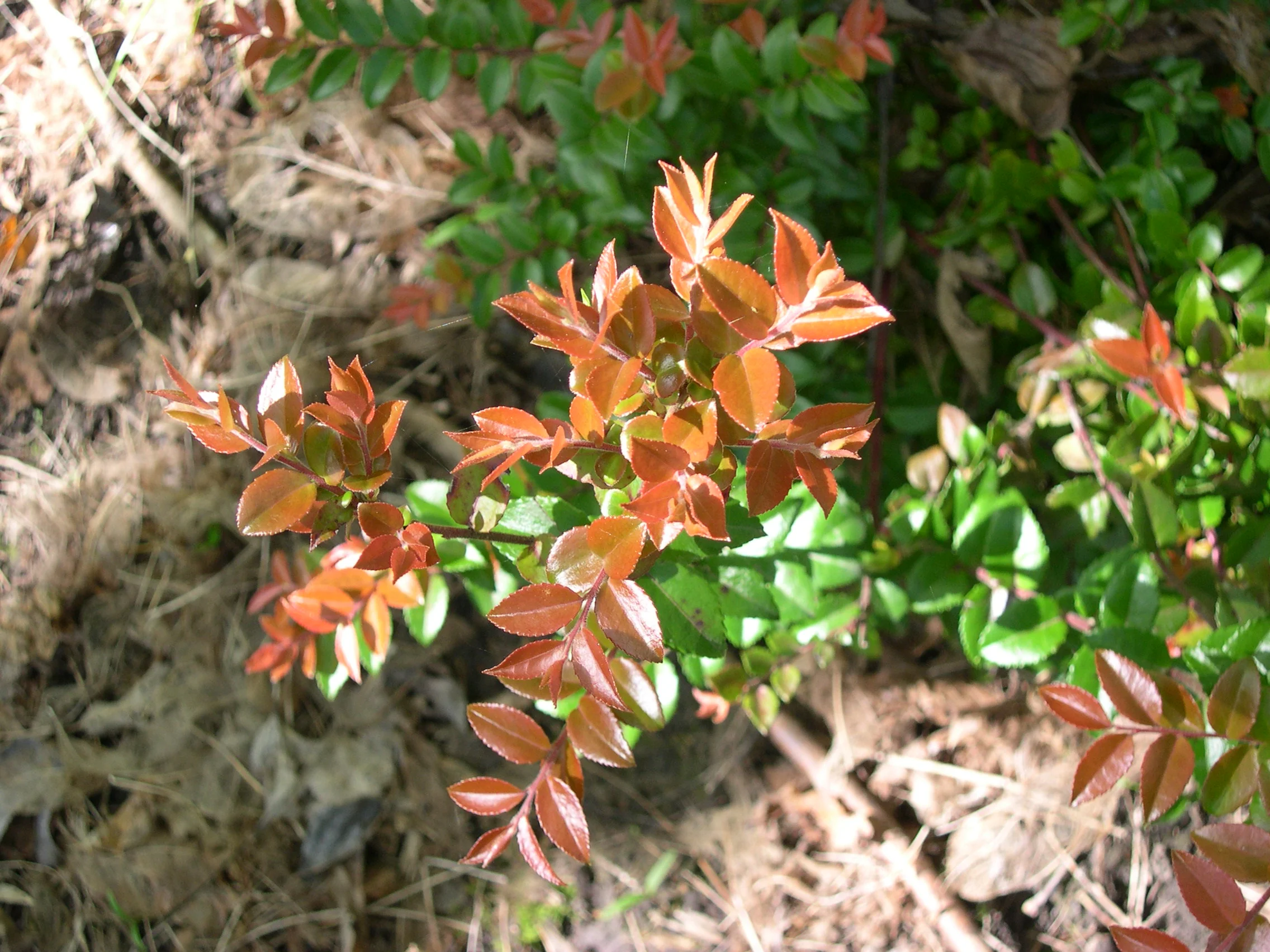 EVERGREEN HUCKLEBERRY VACCINIUM OVATUM