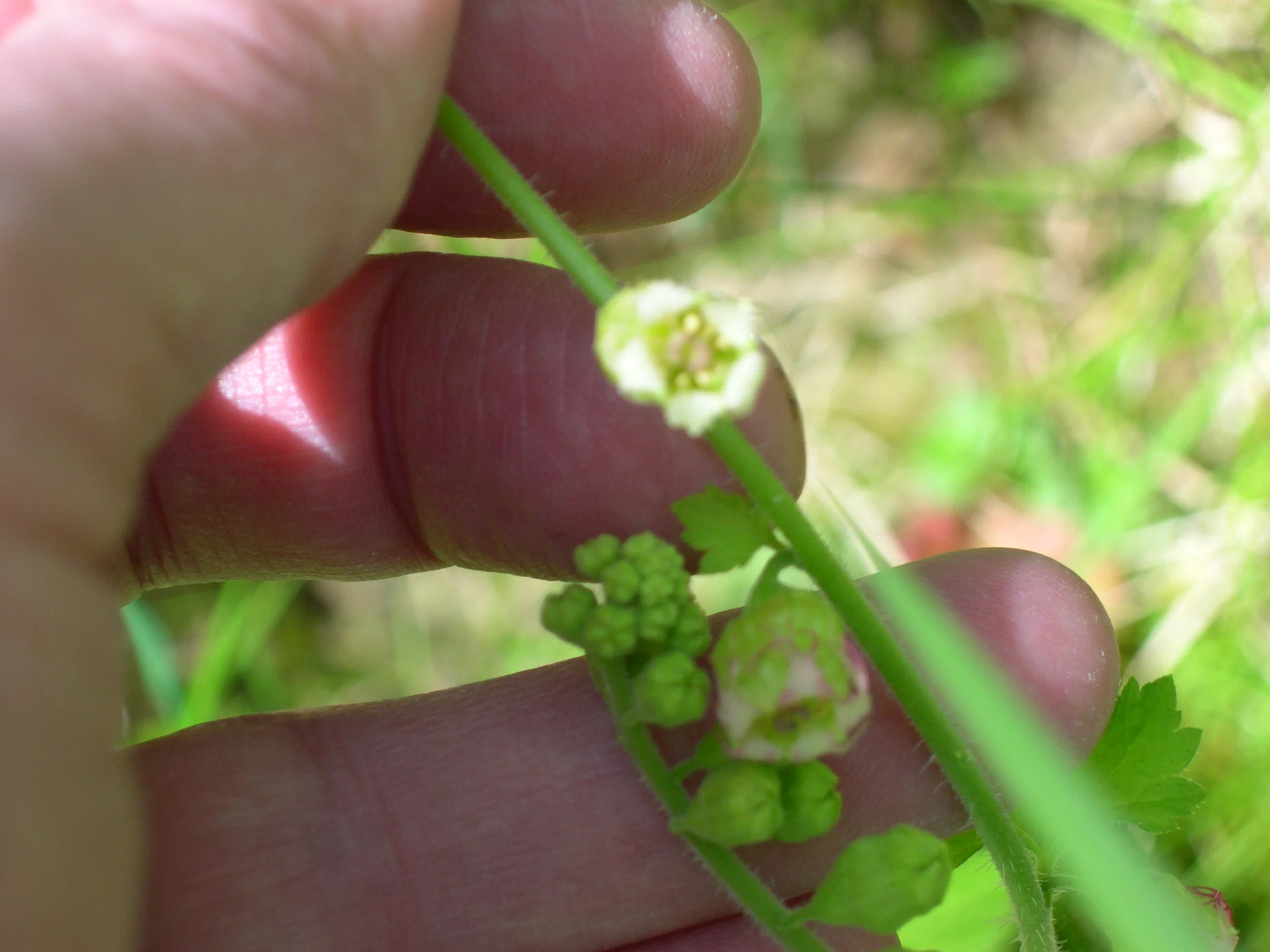 MITREWORT MITELLA PENTANDRA