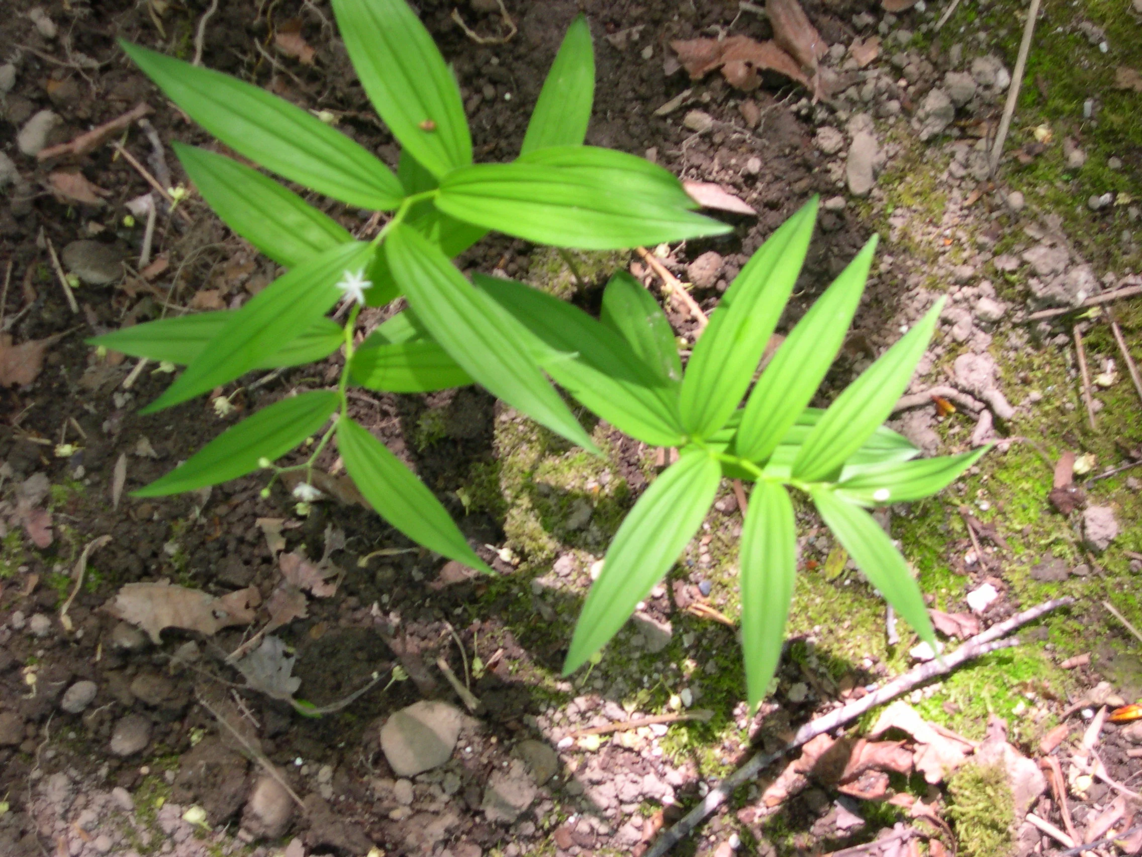 FALSE SOLOMON'S SEAL SMILACINA STELLATA