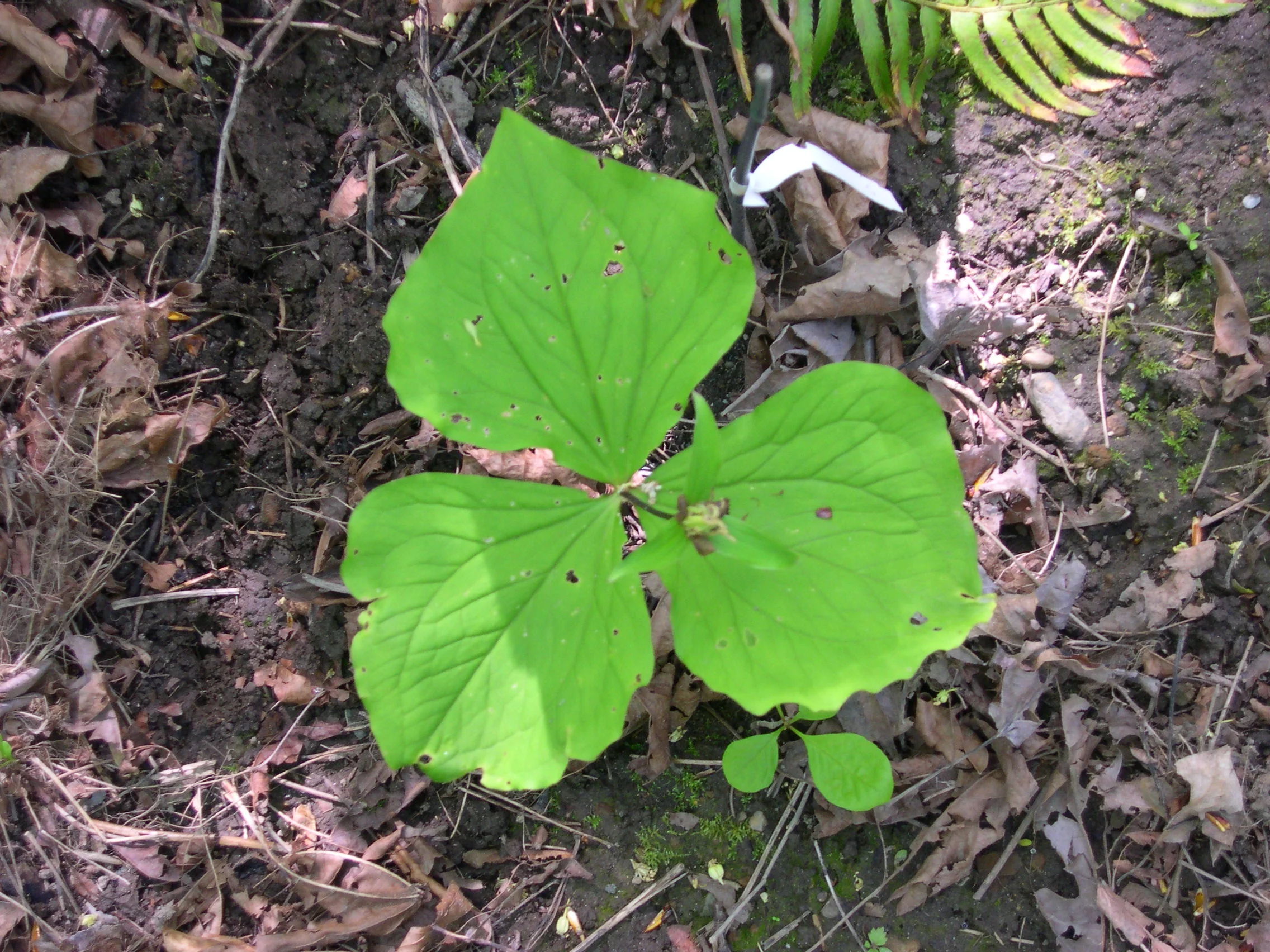 WESTERN TRILLIUM TRILLIUM OVATUM