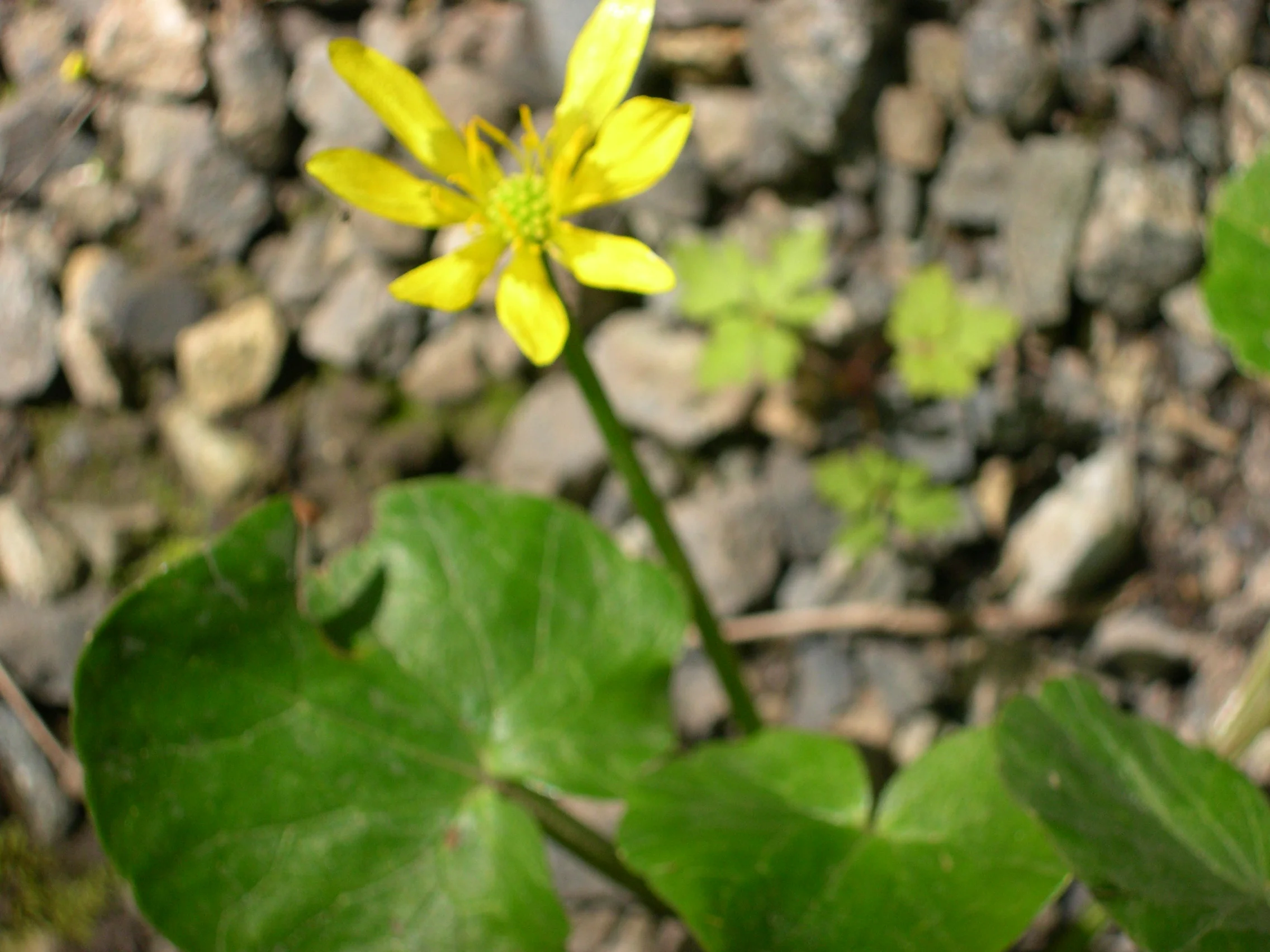 MARSH MARIGOLD CALTHA SPECIES