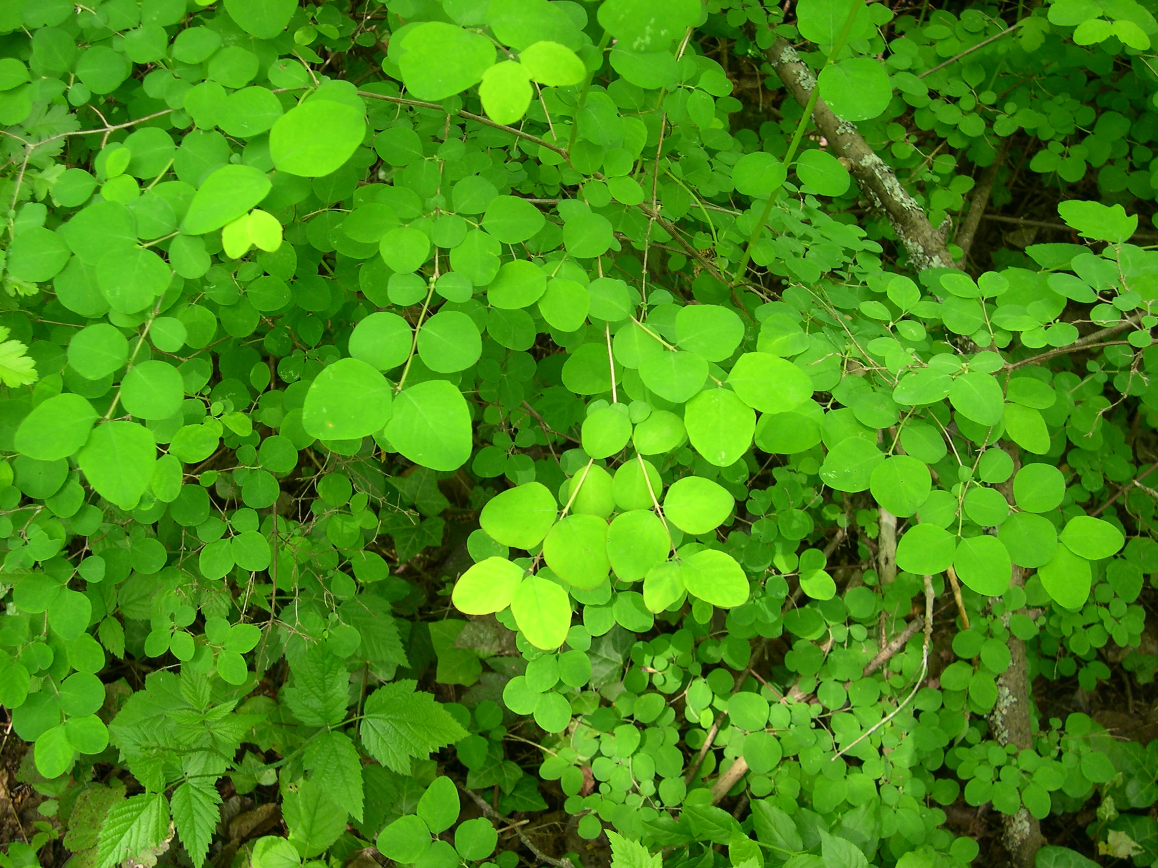 SNOWBERRY SYMPHORICARPUS ALBUS