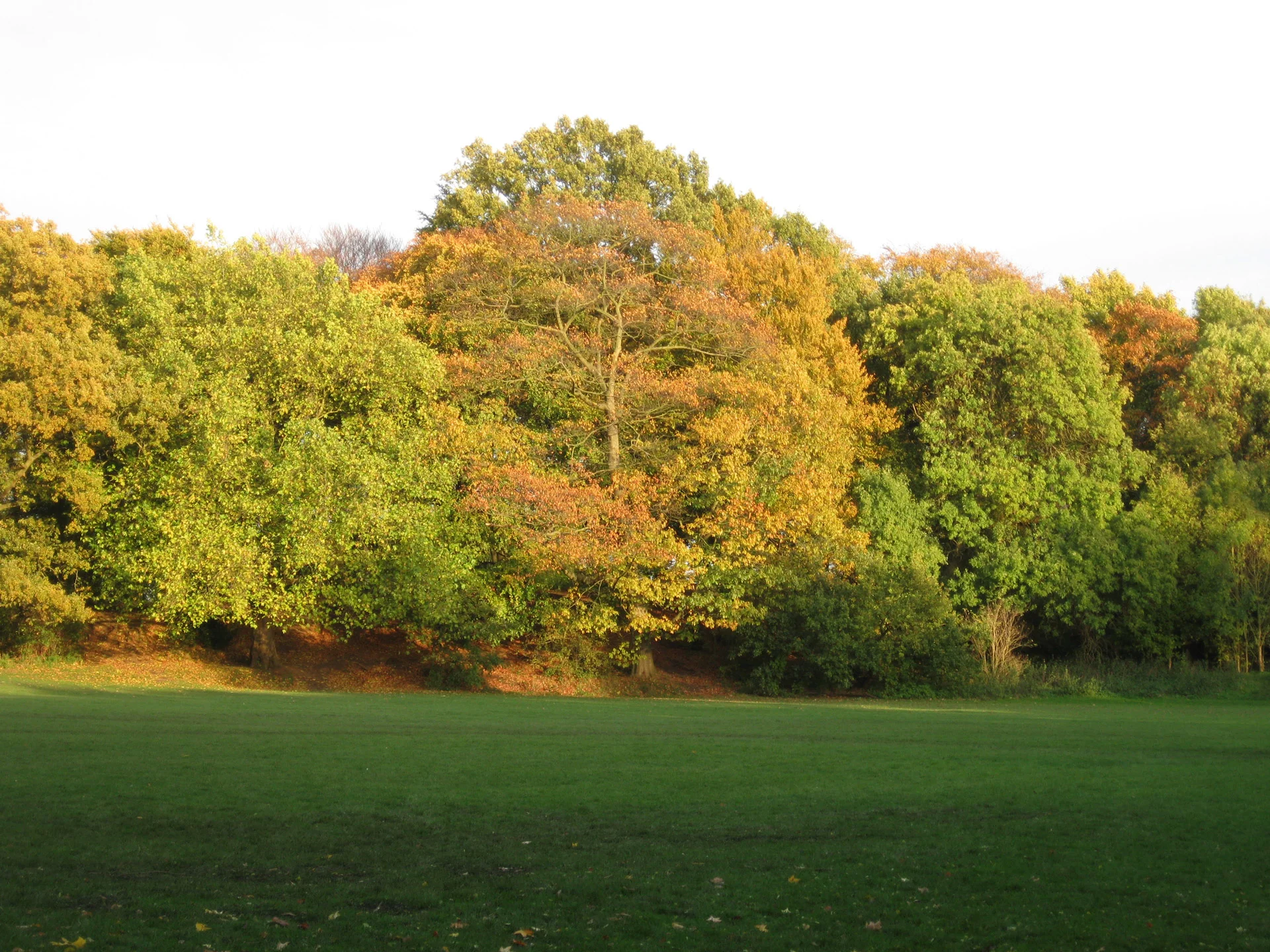 hampstead-heath-londres.jpg