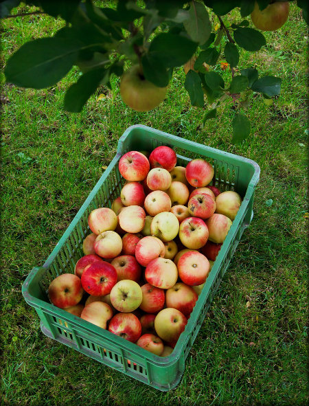 If you've grown more fruits or veggies than you can eat, donate it! Find a local organization to take the produce off your hands. 