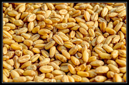 Wheat berries are unrefined wheat. As they are in their whole grain form they contain fiber and many vitamins and minerals that refined white wheat flour does not. 