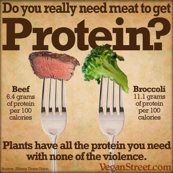 Vegetable Protein Vs Meat Protein Chart
