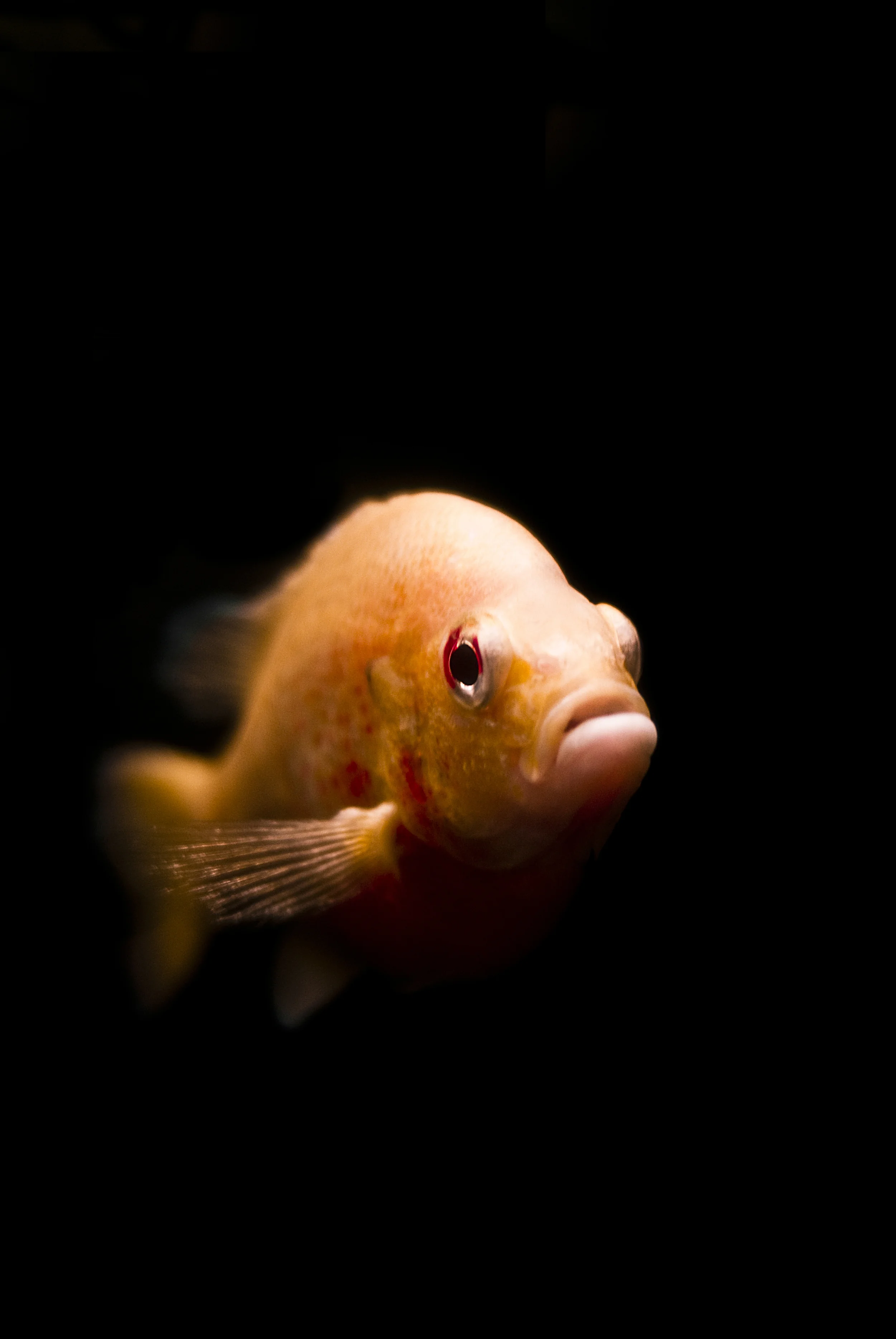 awesomefish-2.jpg