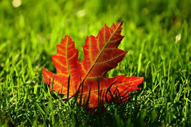 Photo Courtesy of Pixabay