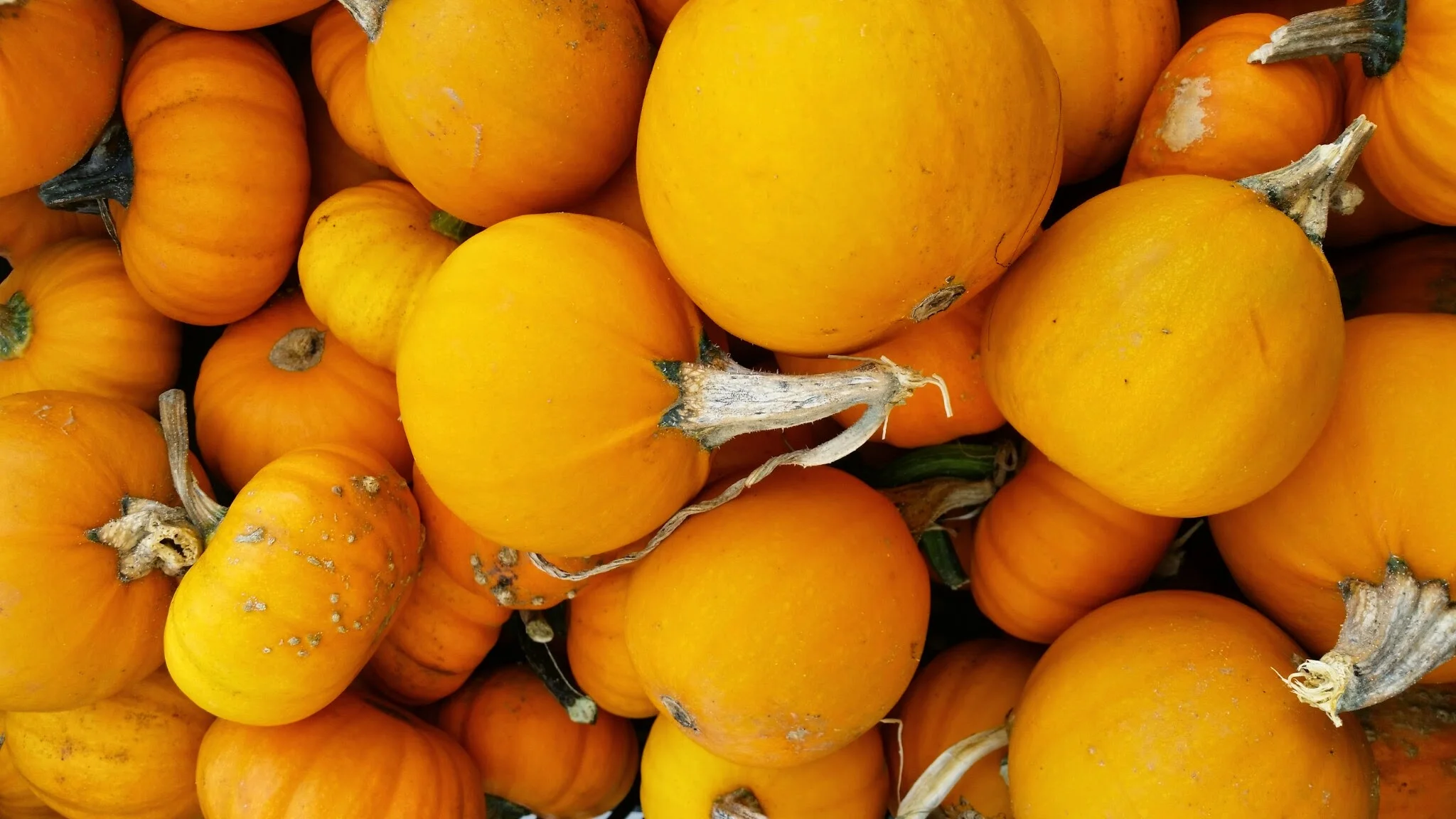 Beautiful pumpkins at the Grand Army Farmer's Market in Brooklyn.