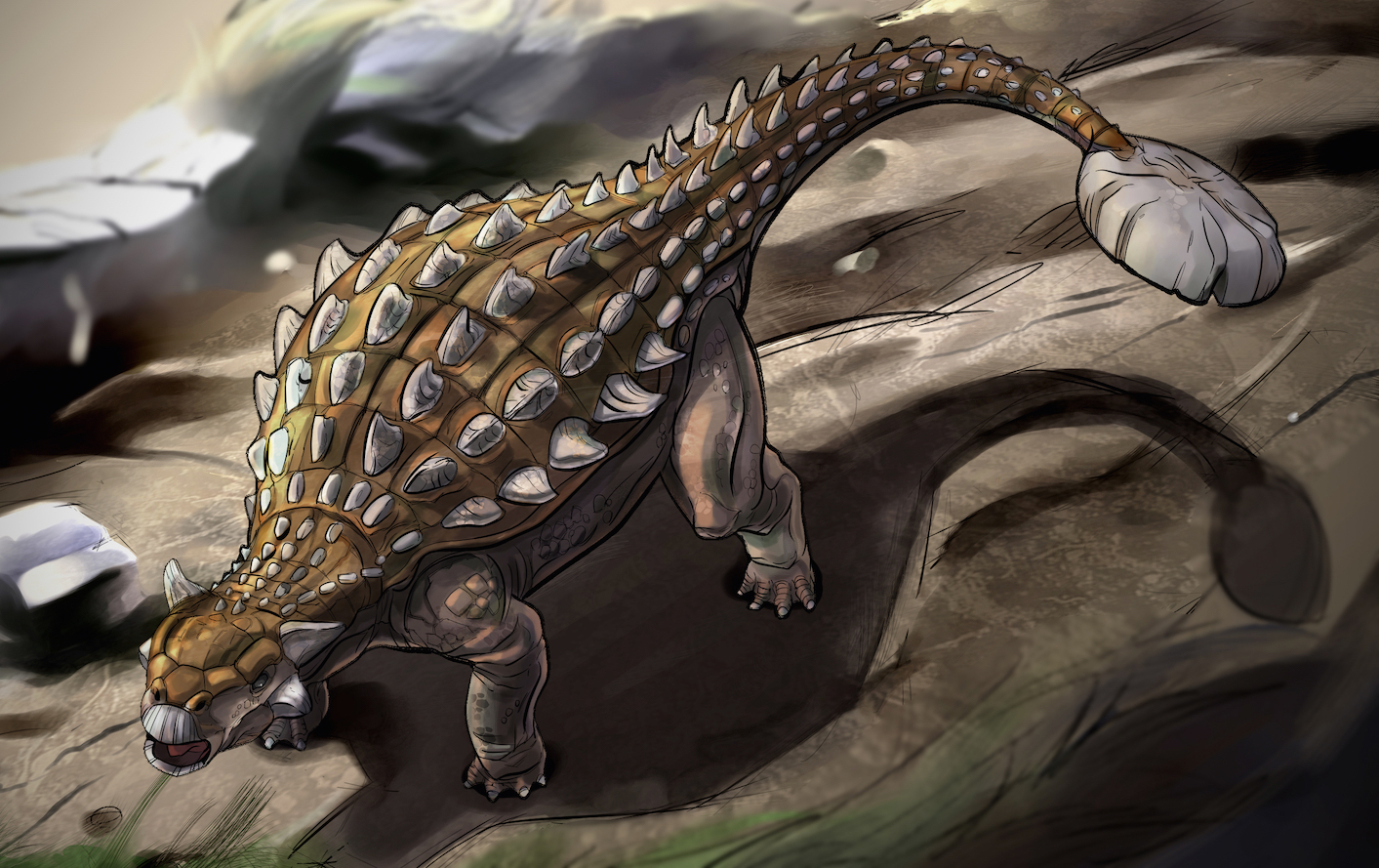 Ankylosaurus C sm.jpg