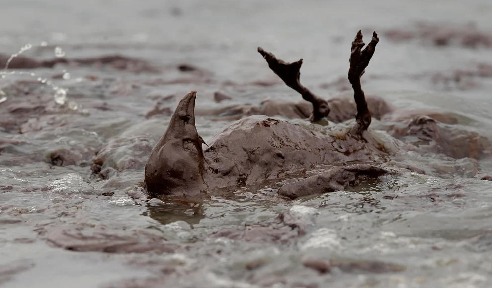 400px-Bird_in_oil_spill.jpg