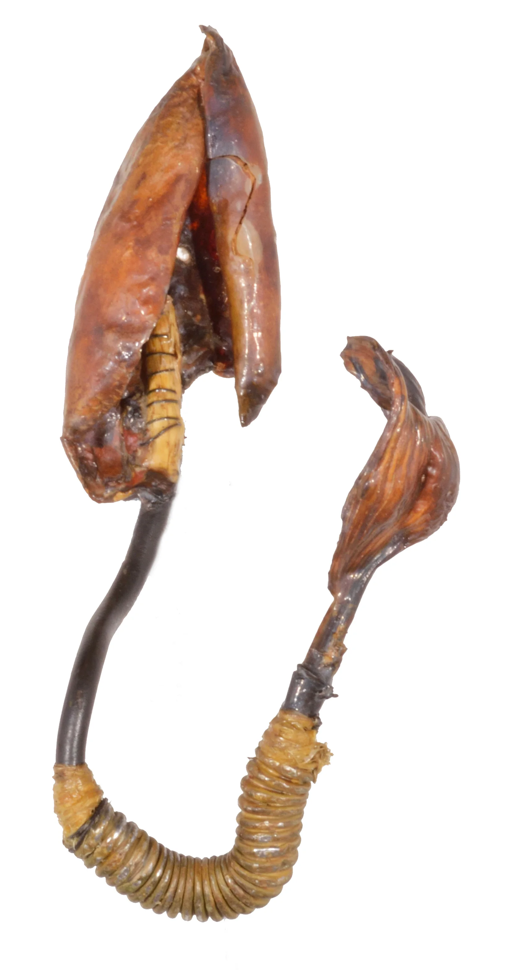 Finacula 2005