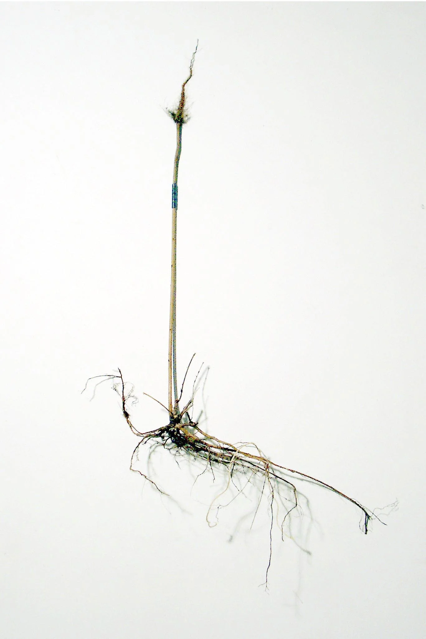 Hanging Roots 15