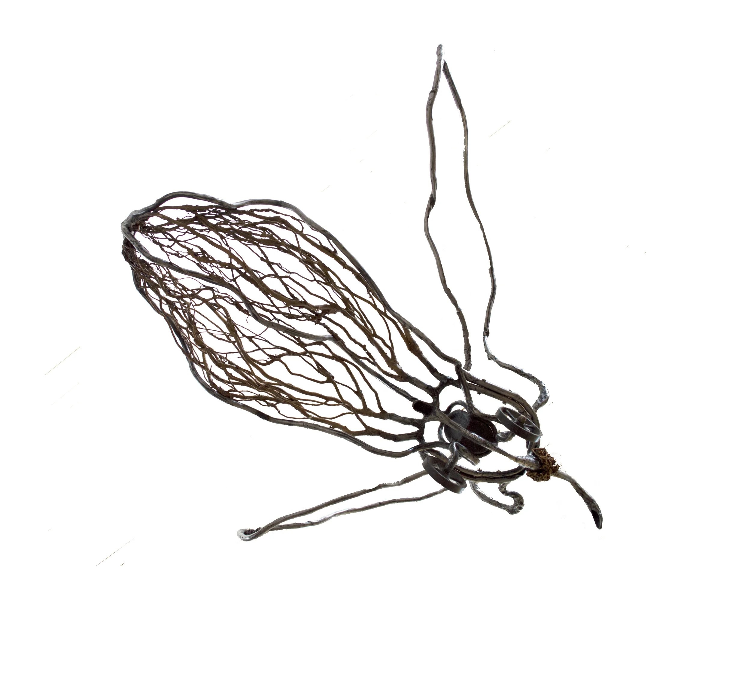 Flying Willow 2003