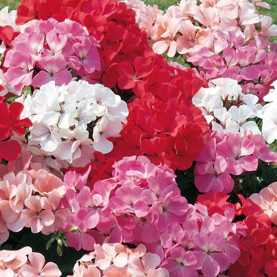 Winston Churchill Geranium Fundraiser