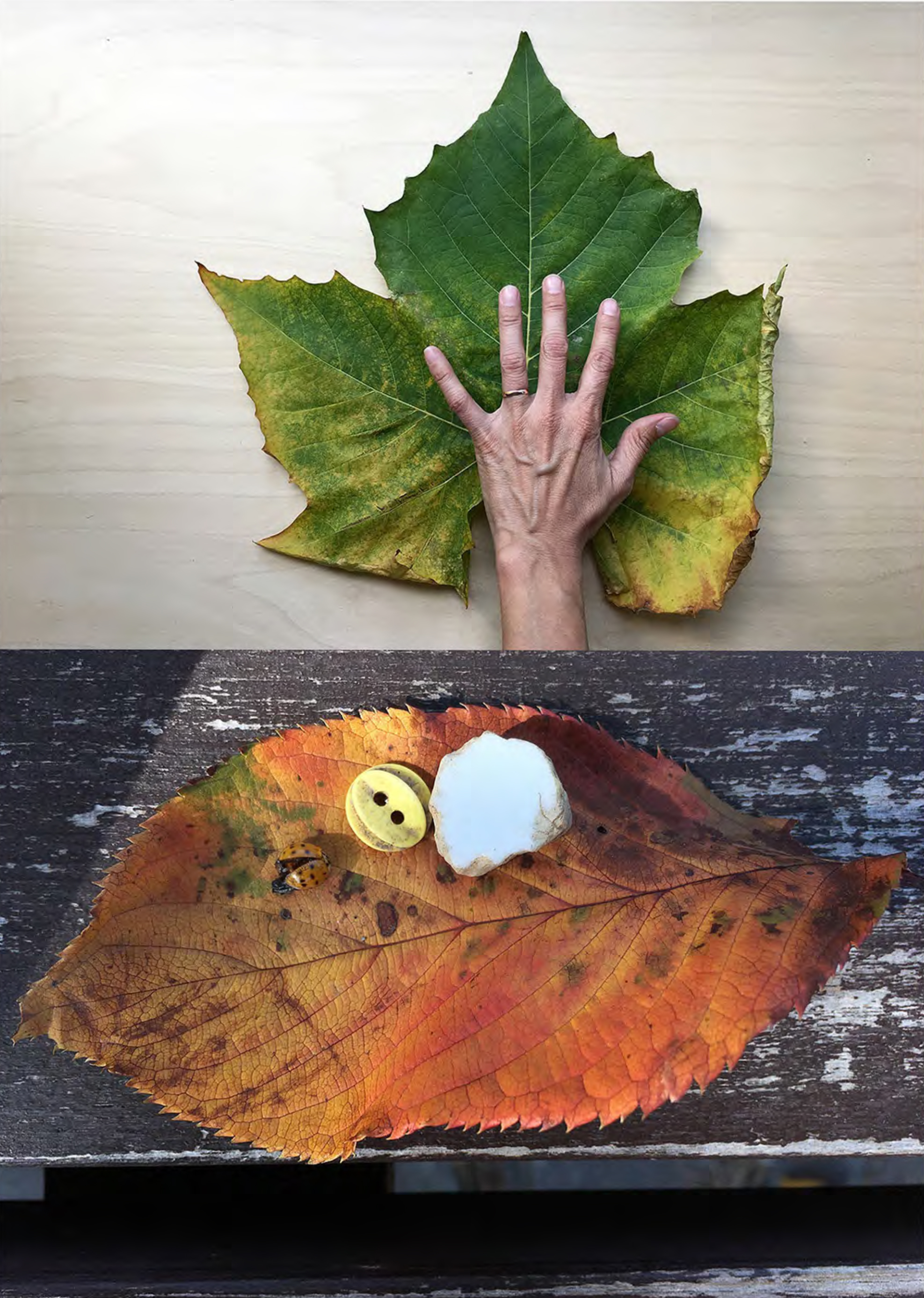 Copy of Hand leaf (Seoul), 2017
