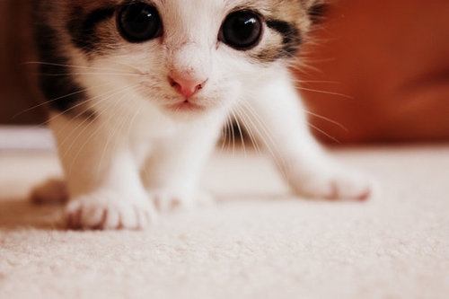 Regrettably, hosting does not come with free kitten.
