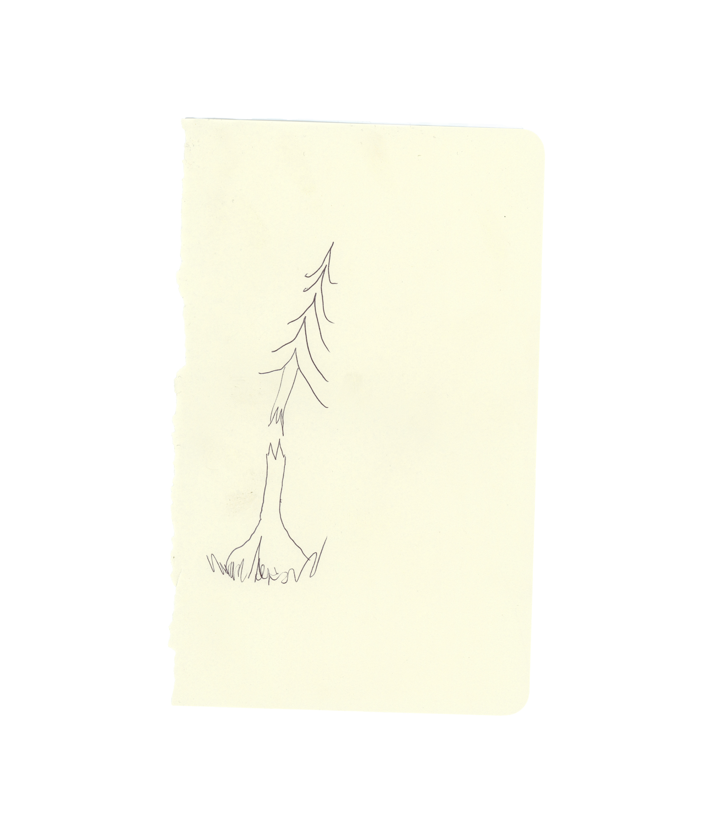  Pine drawing No. 3 - Taz 