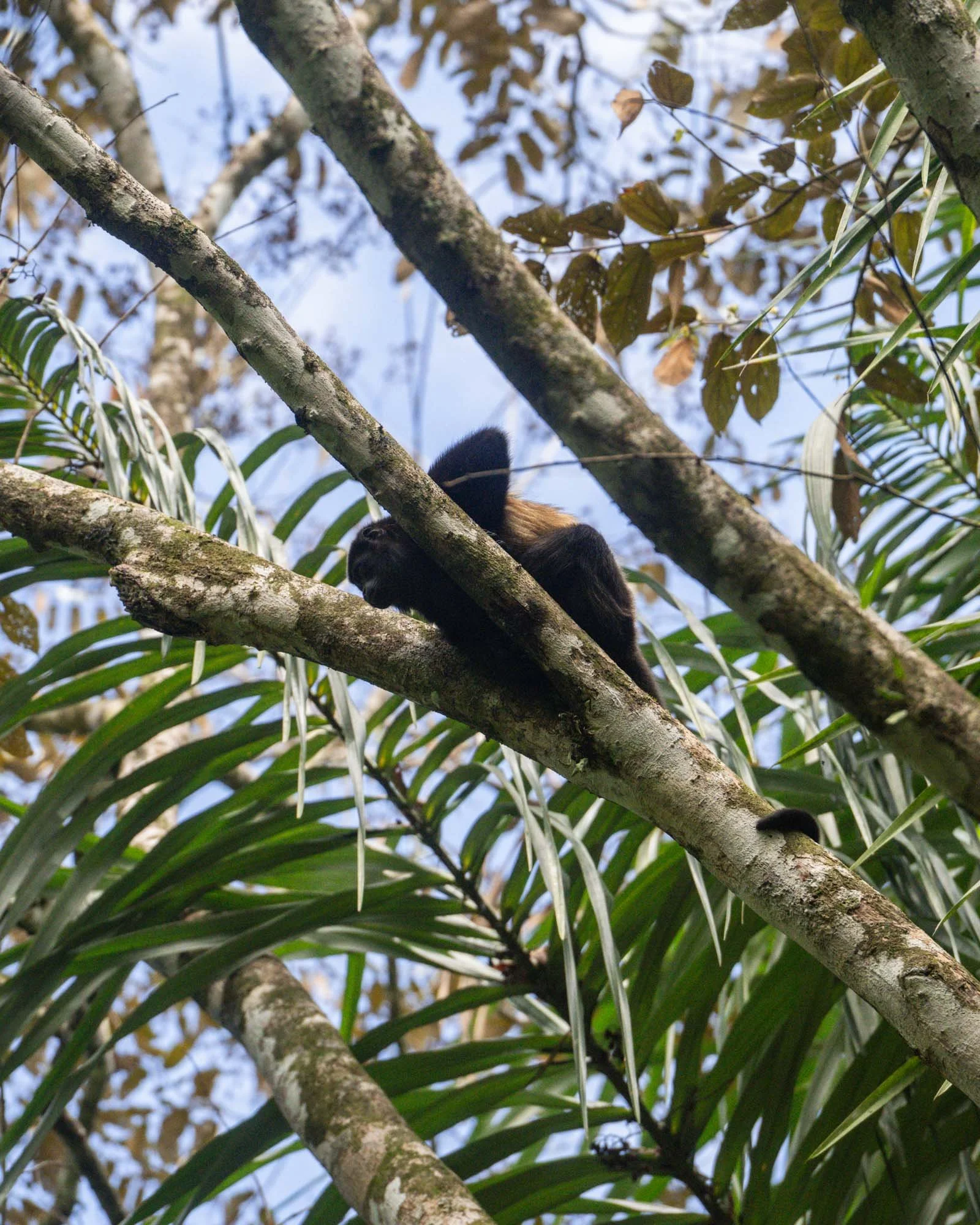260501-CostaRica-1376.jpg