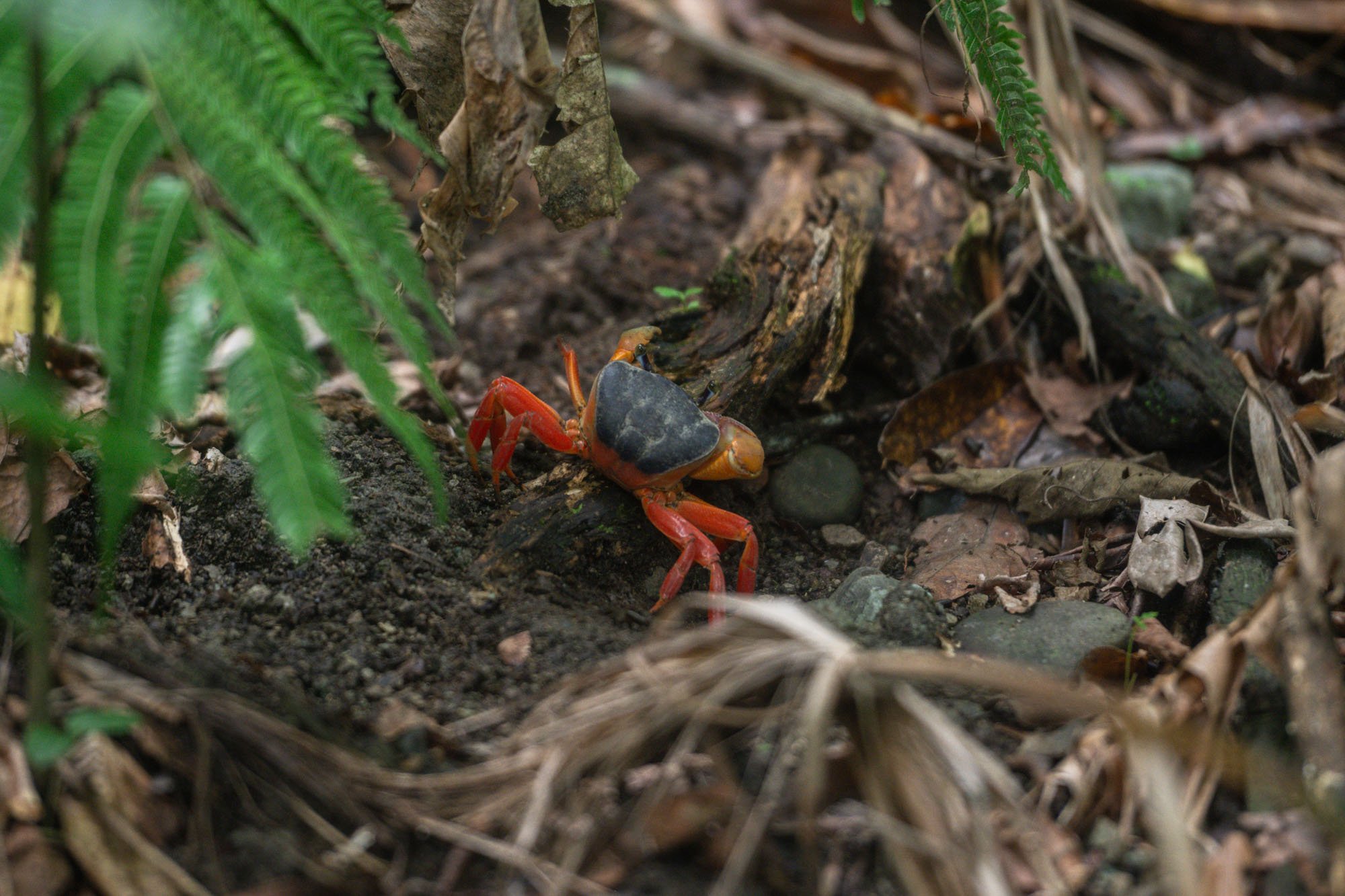 260501-CostaRica-1297.jpg