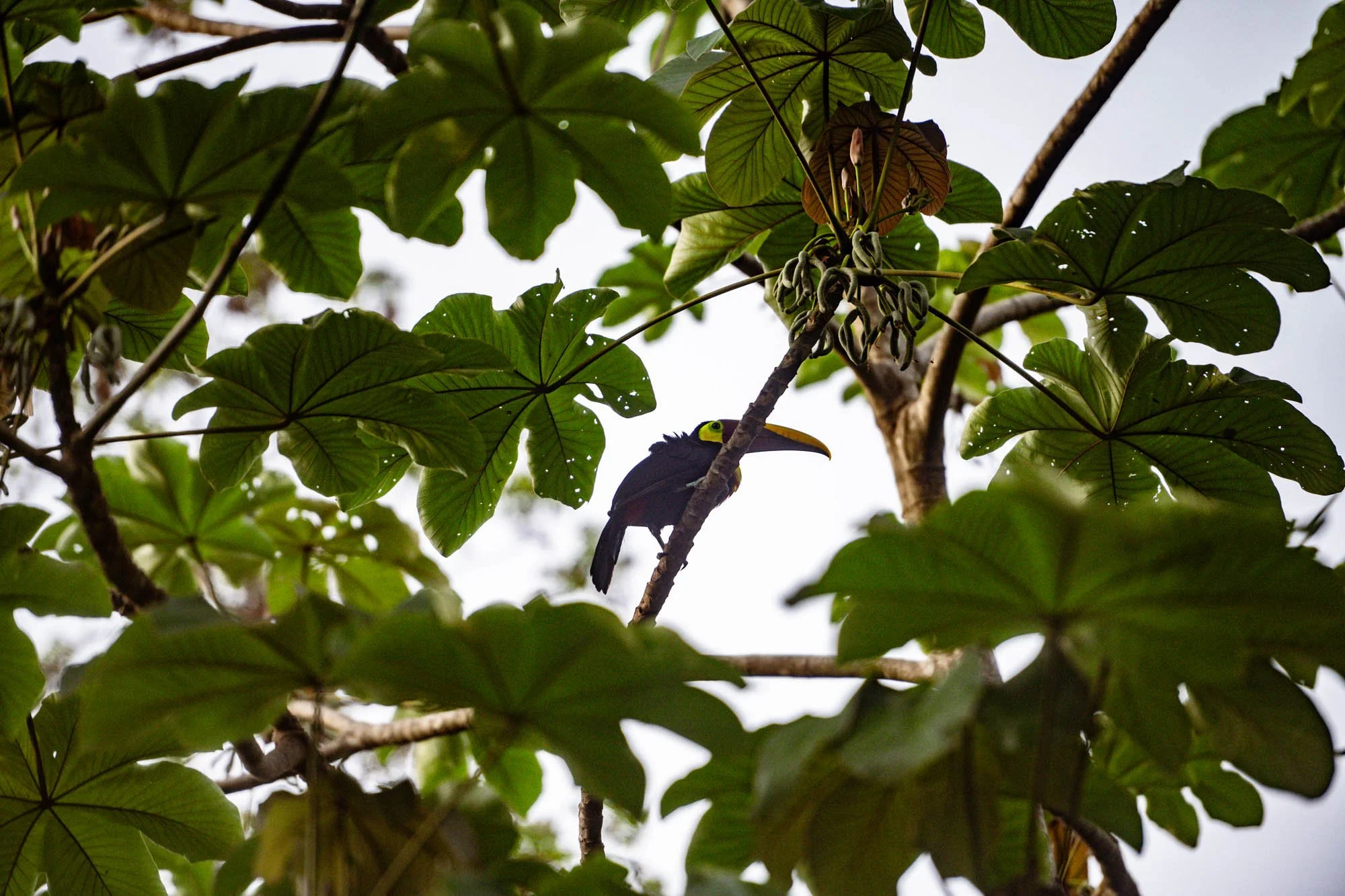 260501-CostaRica-1611.jpg