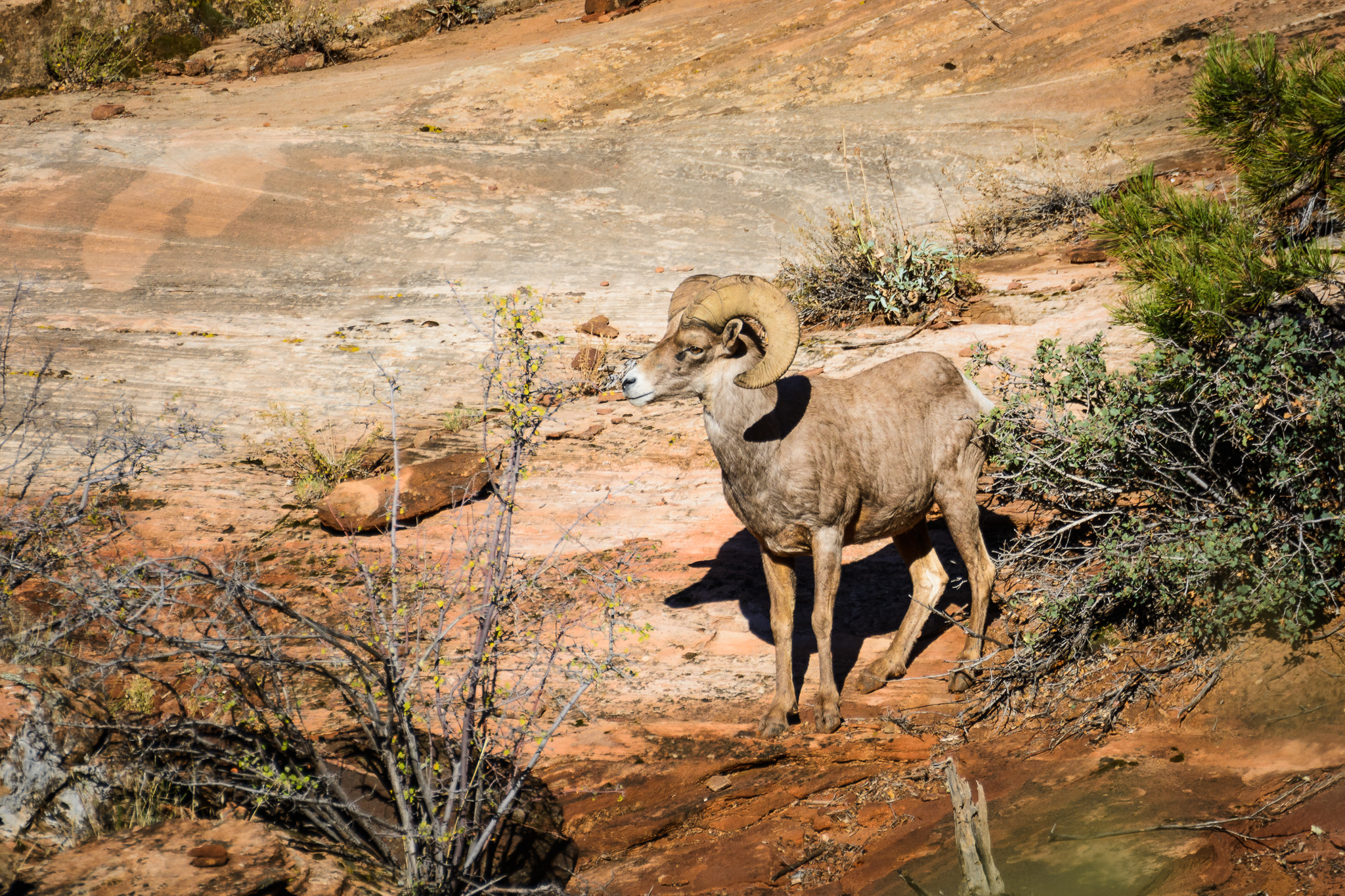 Bighorn Sheep in Zion National Park