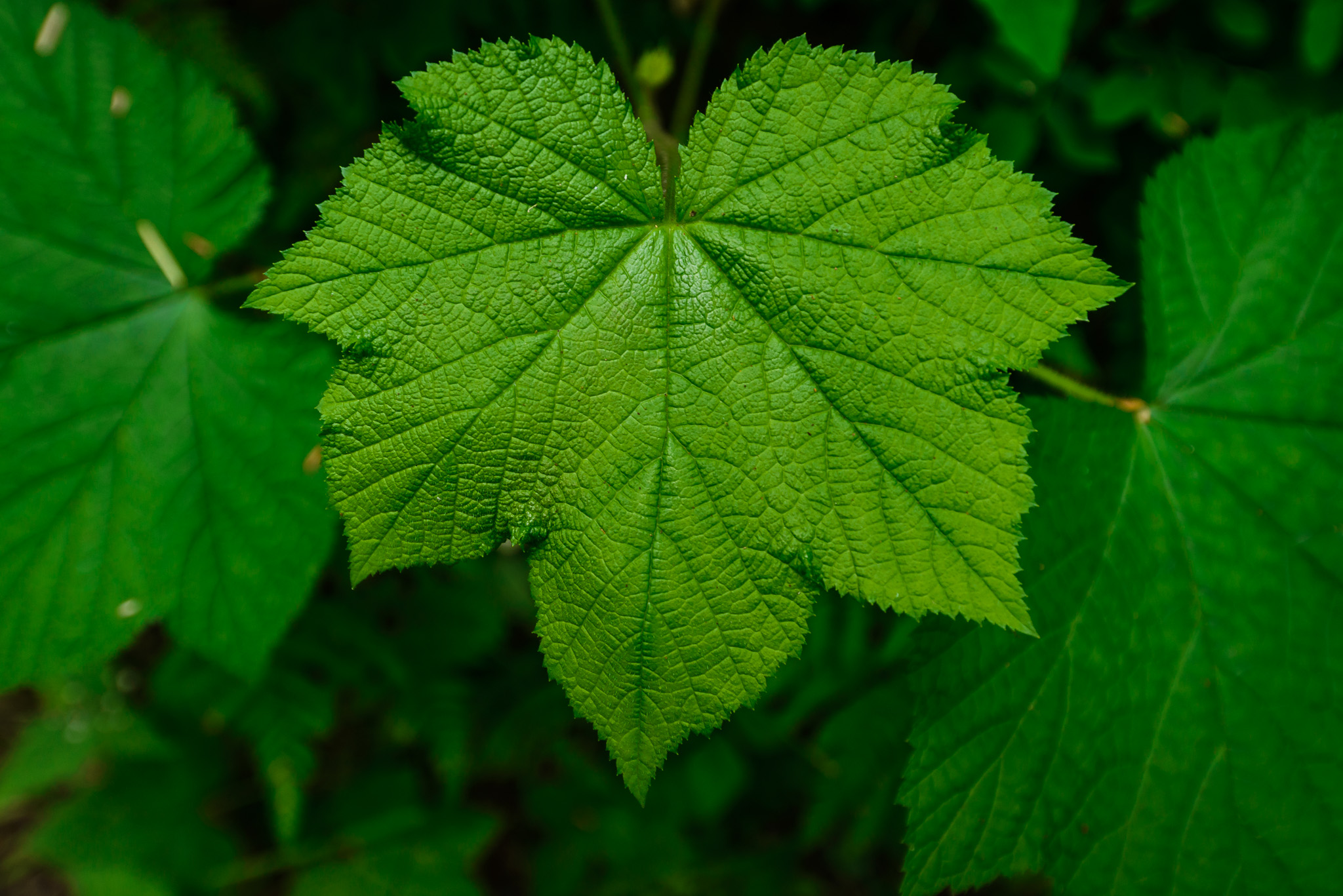 PacificNW2015-013.jpg