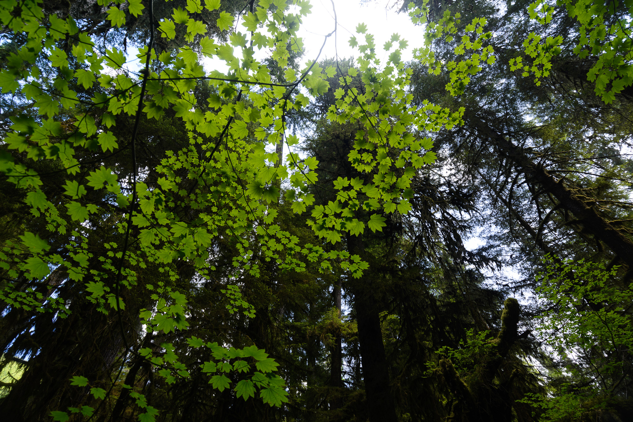 PacificNW2015-015.jpg