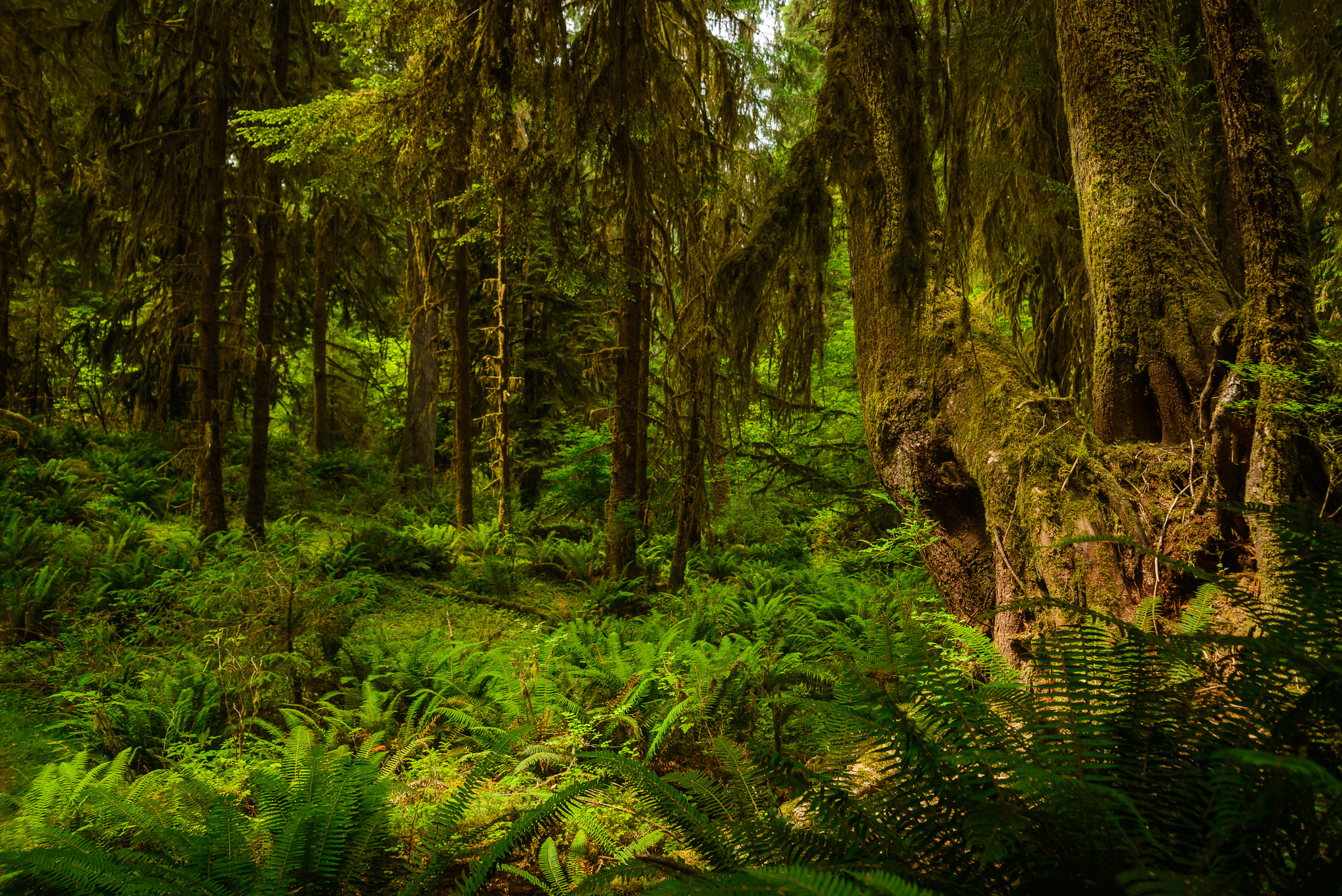 PacificNW2015-018.jpg