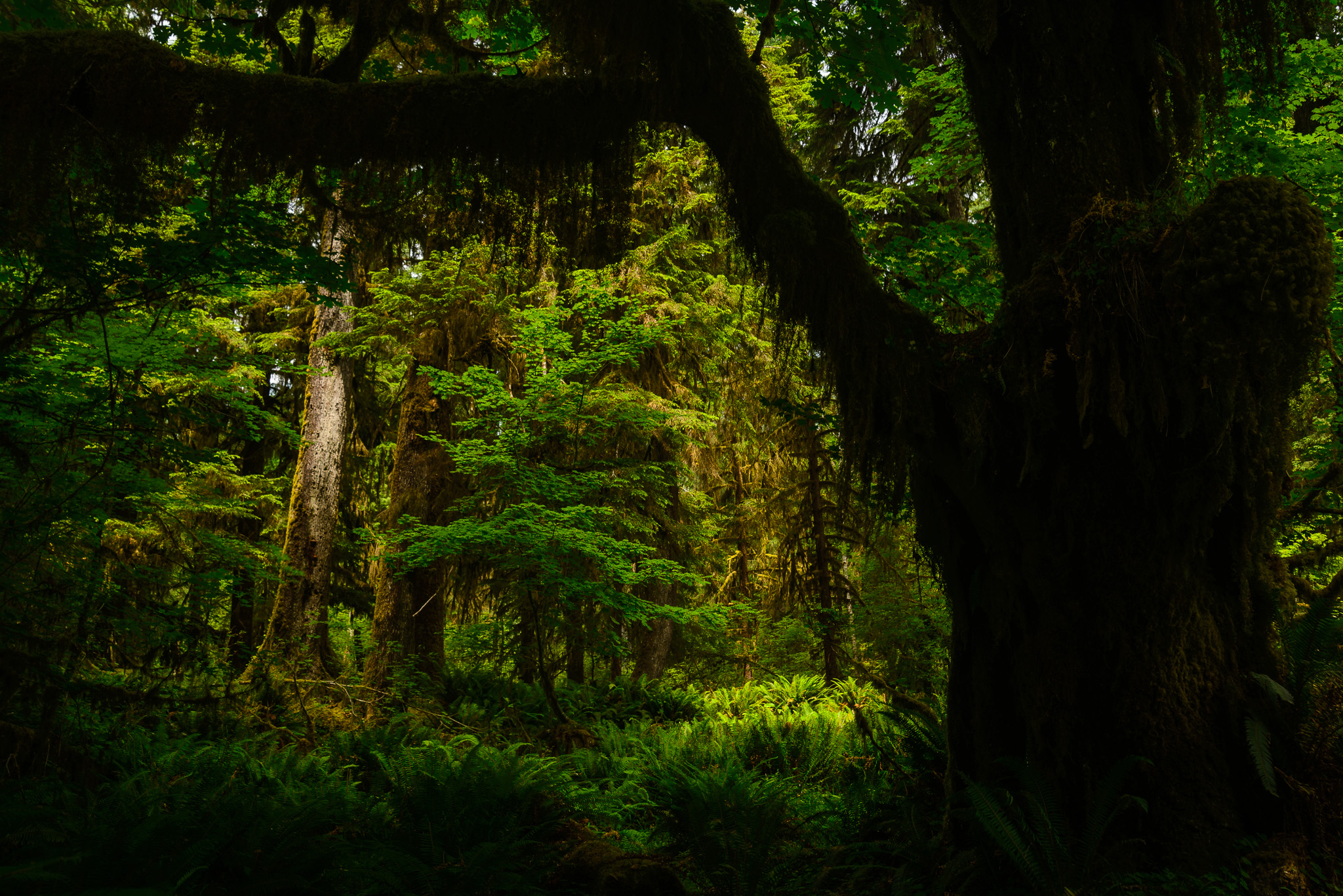 PacificNW2015-019.jpg