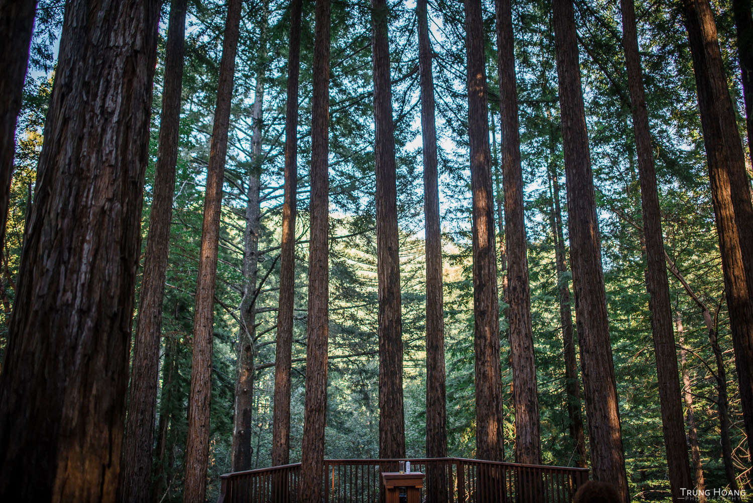 Ampitheatre of the Redwoods Wedding