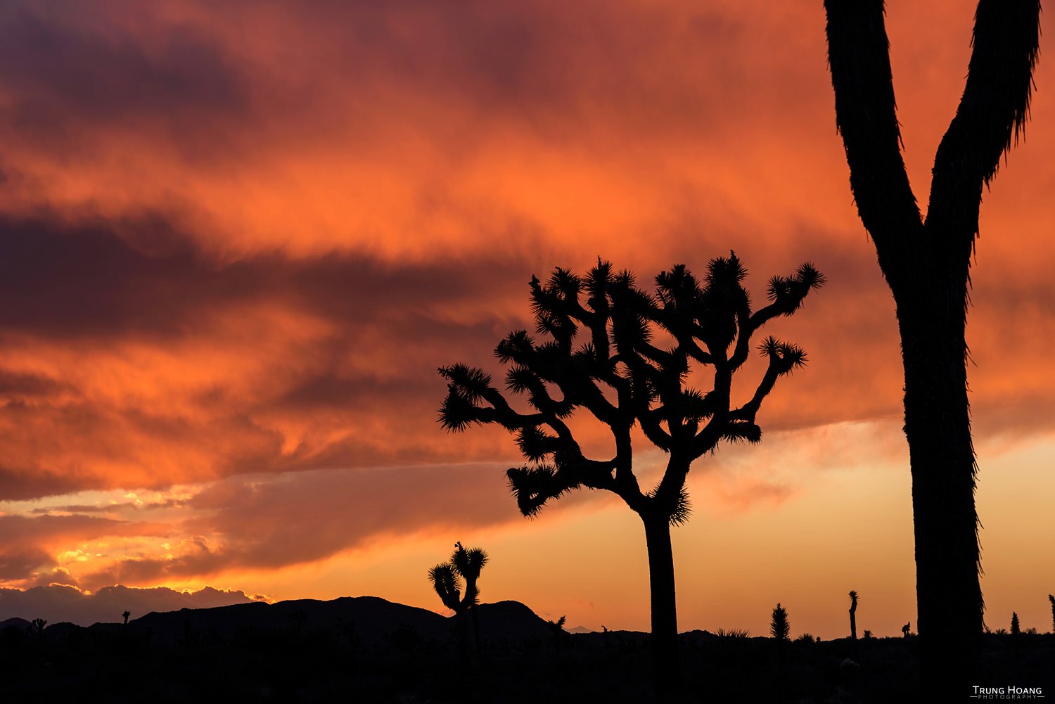 Photo by Trung Hoang Photography (www.trunghoangphotography.com)
